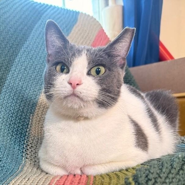 Cheddar Cheese — thumbnail 3