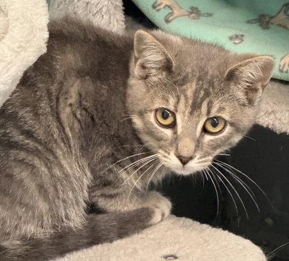 Toupie, Adoptable, Young Male Domestic Short Hair & Domestic Short Hair.