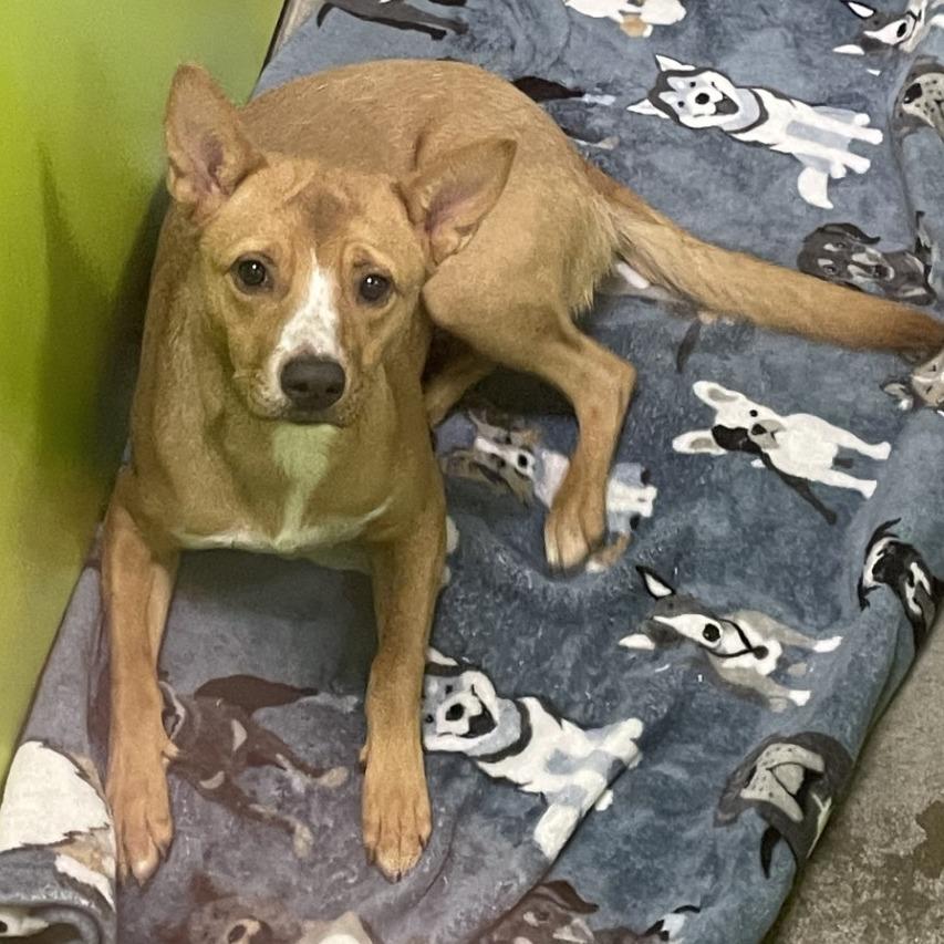 Enlarge Ruby, a Adoptable mixed breed in Spokane, WA image 1/6