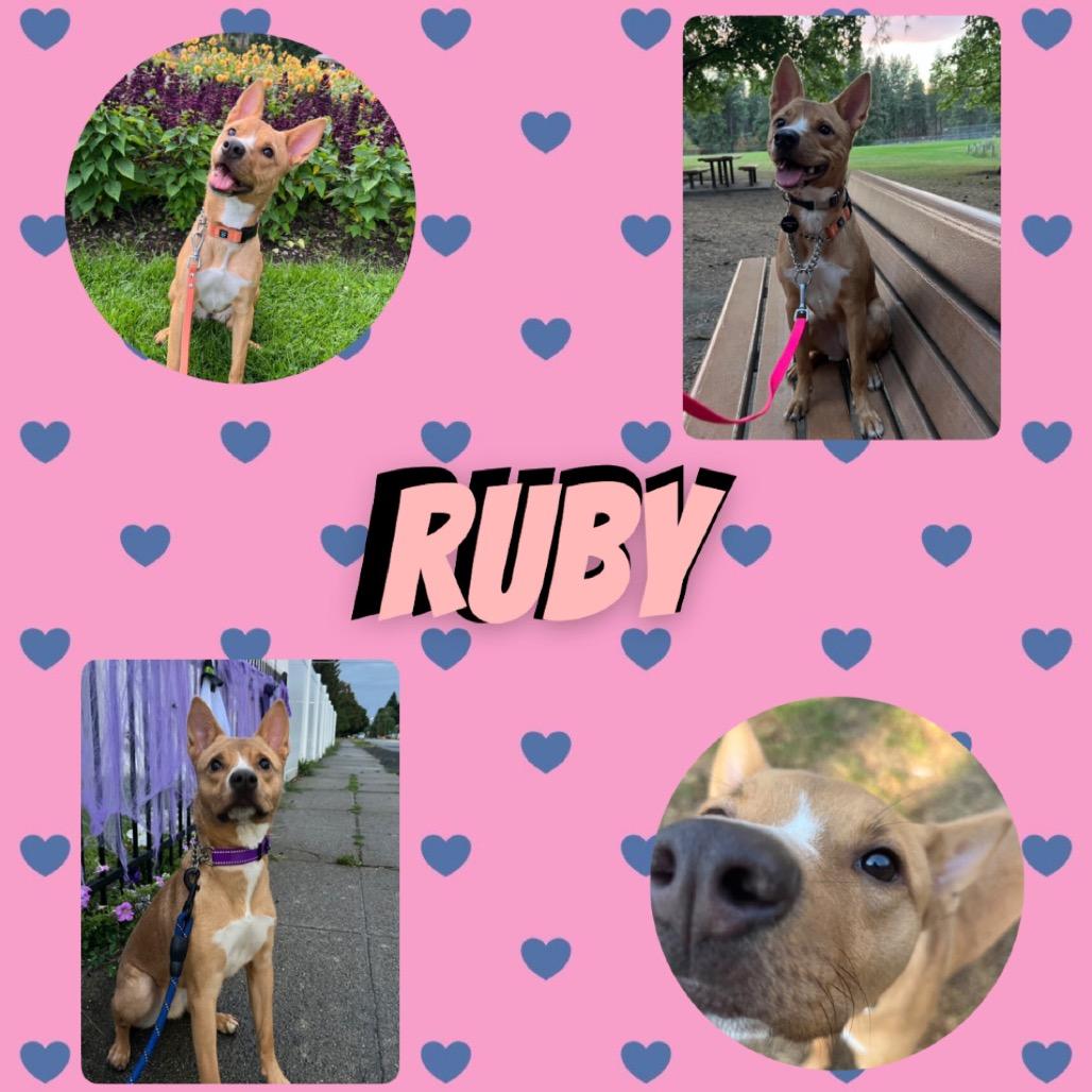 Enlarge Ruby, a Adoptable mixed breed in Spokane, WA image 2/6