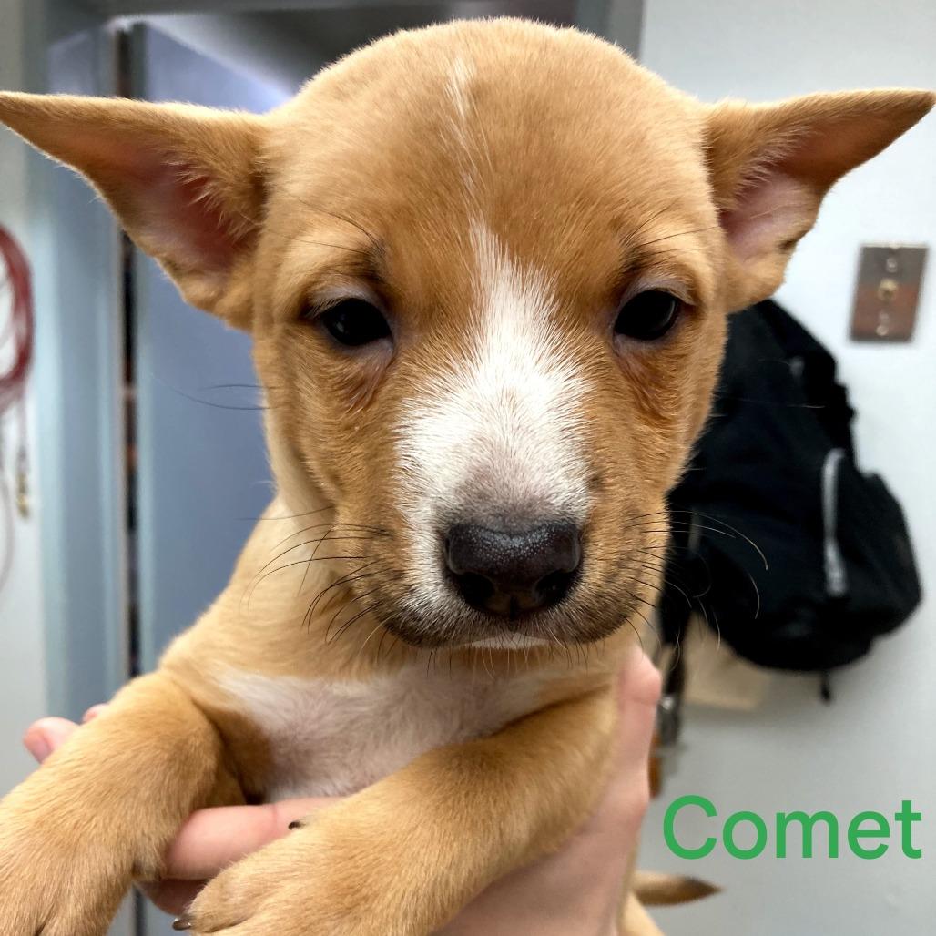 Enlarge Ruby, a Adoptable mixed breed in Spokane, WA image 2/6