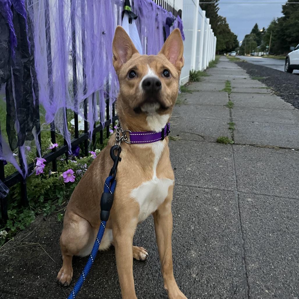 Enlarge Ruby, a Adoptable mixed breed in Spokane, WA image 3/6