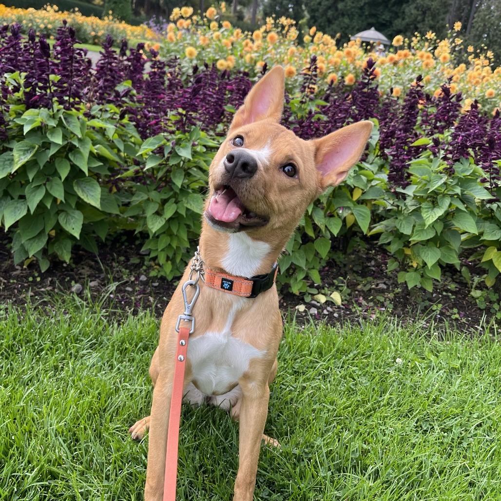 Enlarge Ruby, a Adoptable mixed breed in Spokane, WA image 4/6