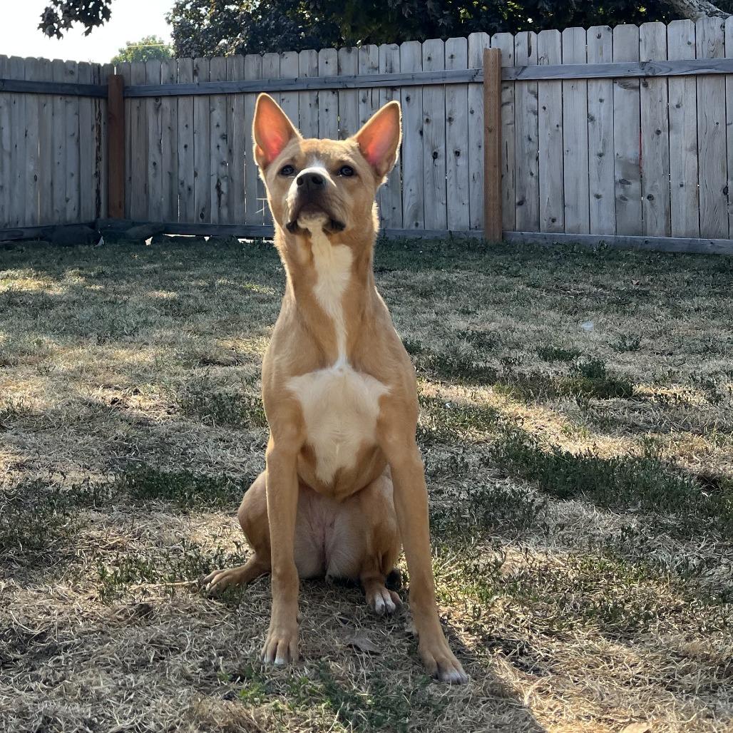 Enlarge Ruby, a Adoptable mixed breed in Spokane, WA image 5/6
