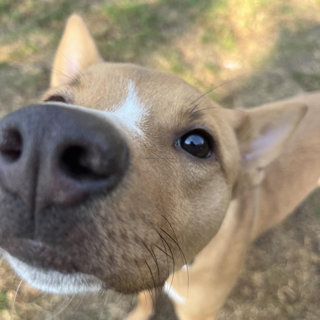 Enlarge Ruby, a Adoptable mixed breed in Spokane, WA image 6/6