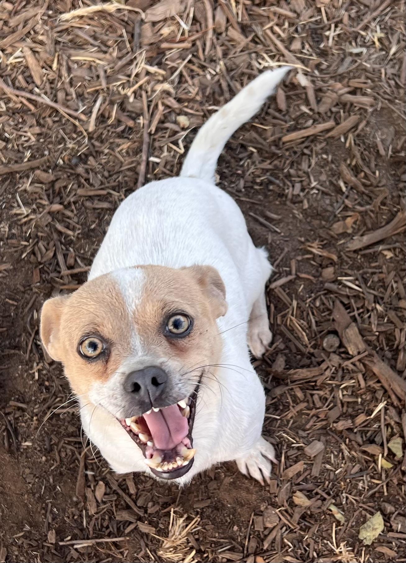 Enlarge Marshall, a Adoptable Mixed Breed in Ramona, CA image 1/1