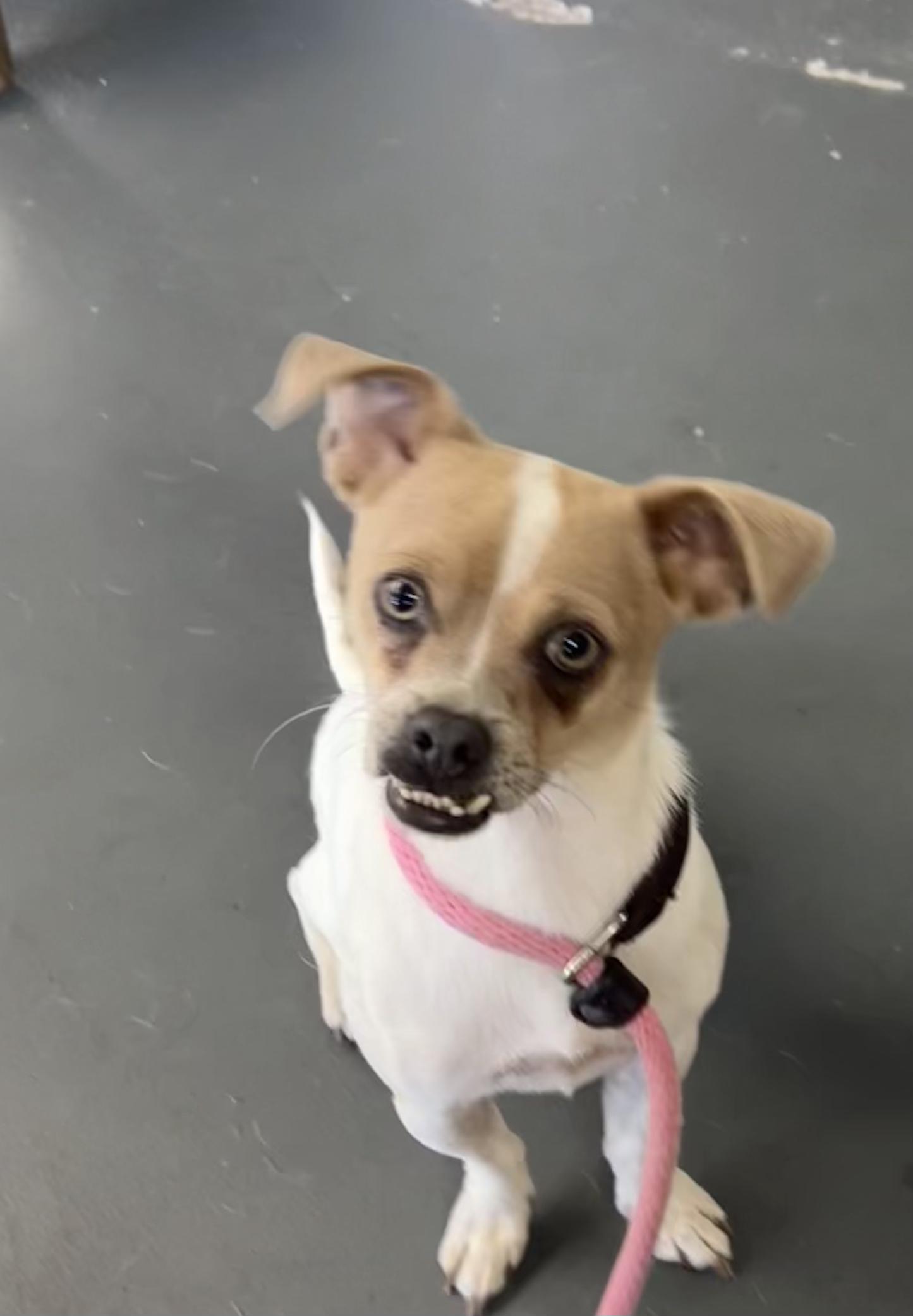 Marshall, a Adoptable Mixed Breed in Ramona, CA image 1/12