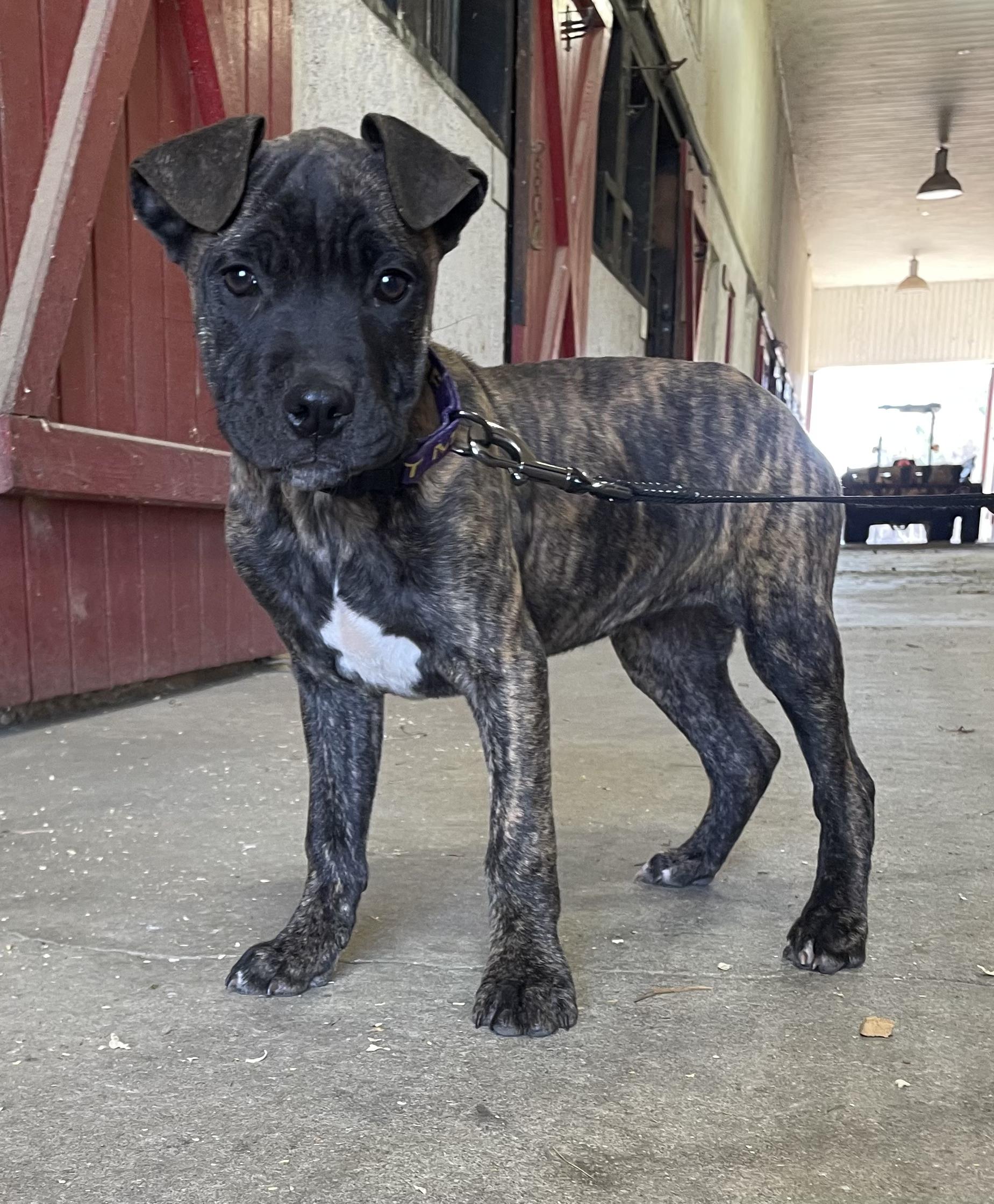 Josie, Adoptable, Puppy Female Mastiff.
