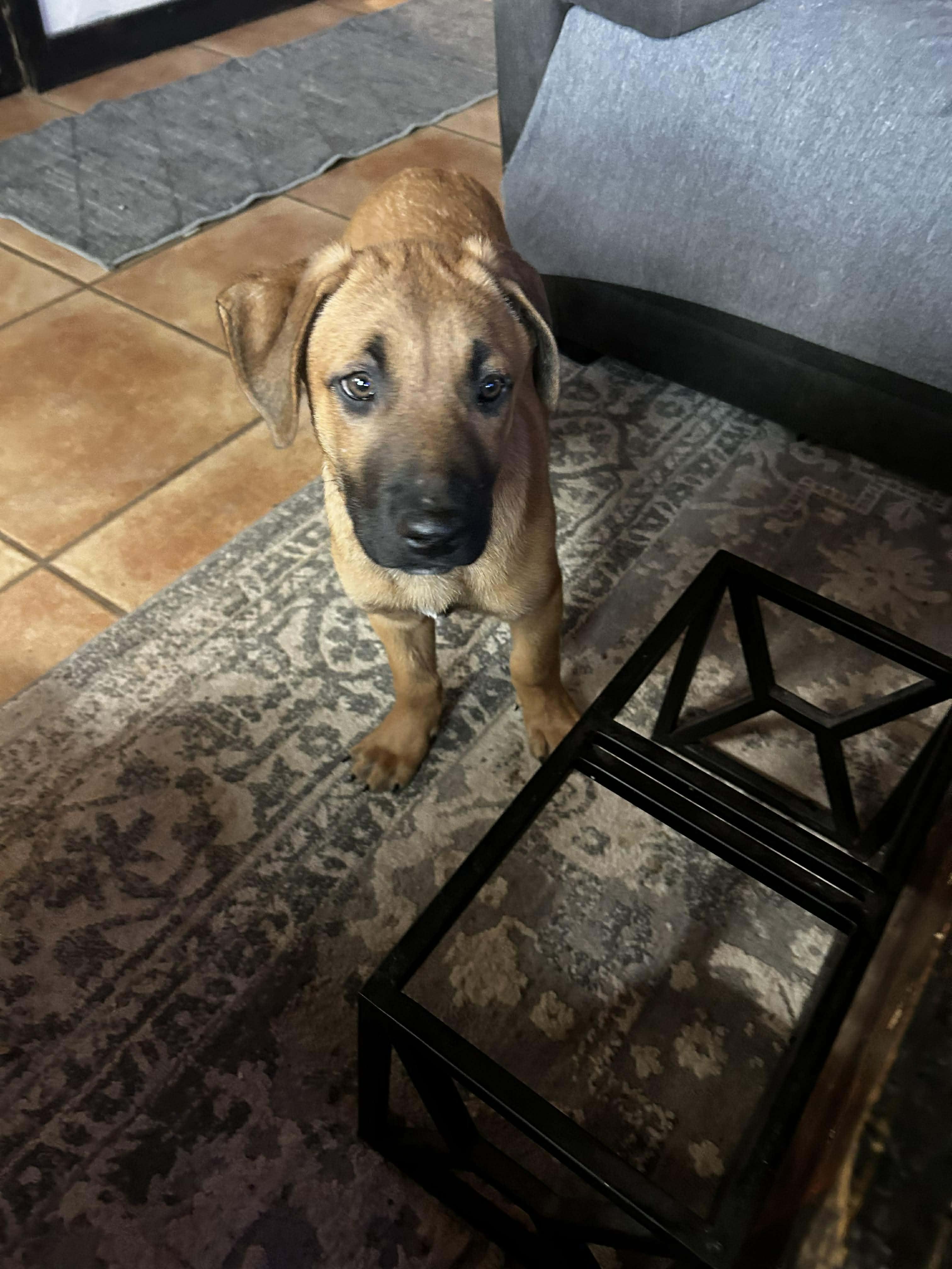Tan-Muffin, a Adoptable mixed breed in Houston , TX image 1/6