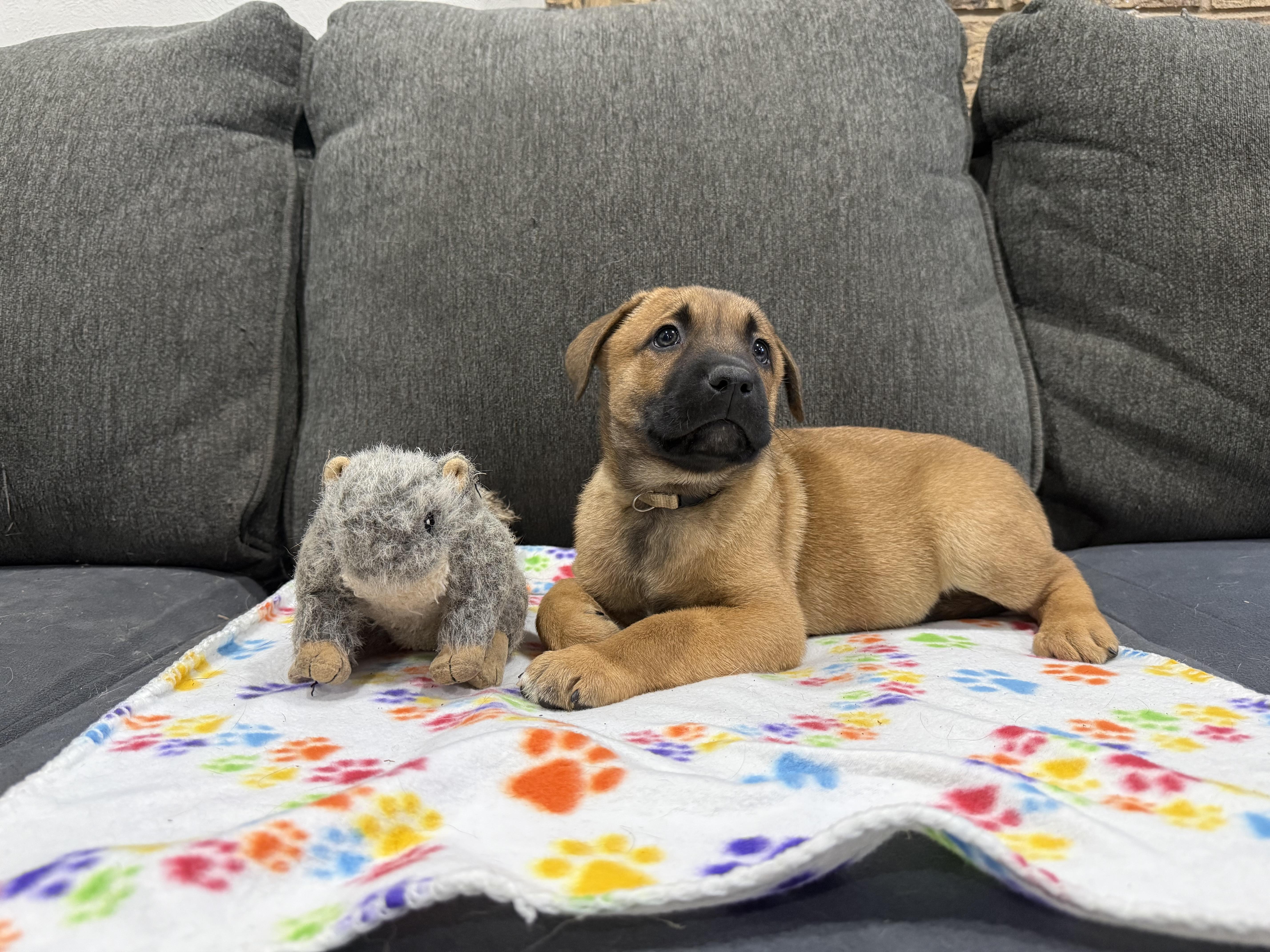 Tan-Muffin, a Adoptable mixed breed in Houston , TX image 2/6