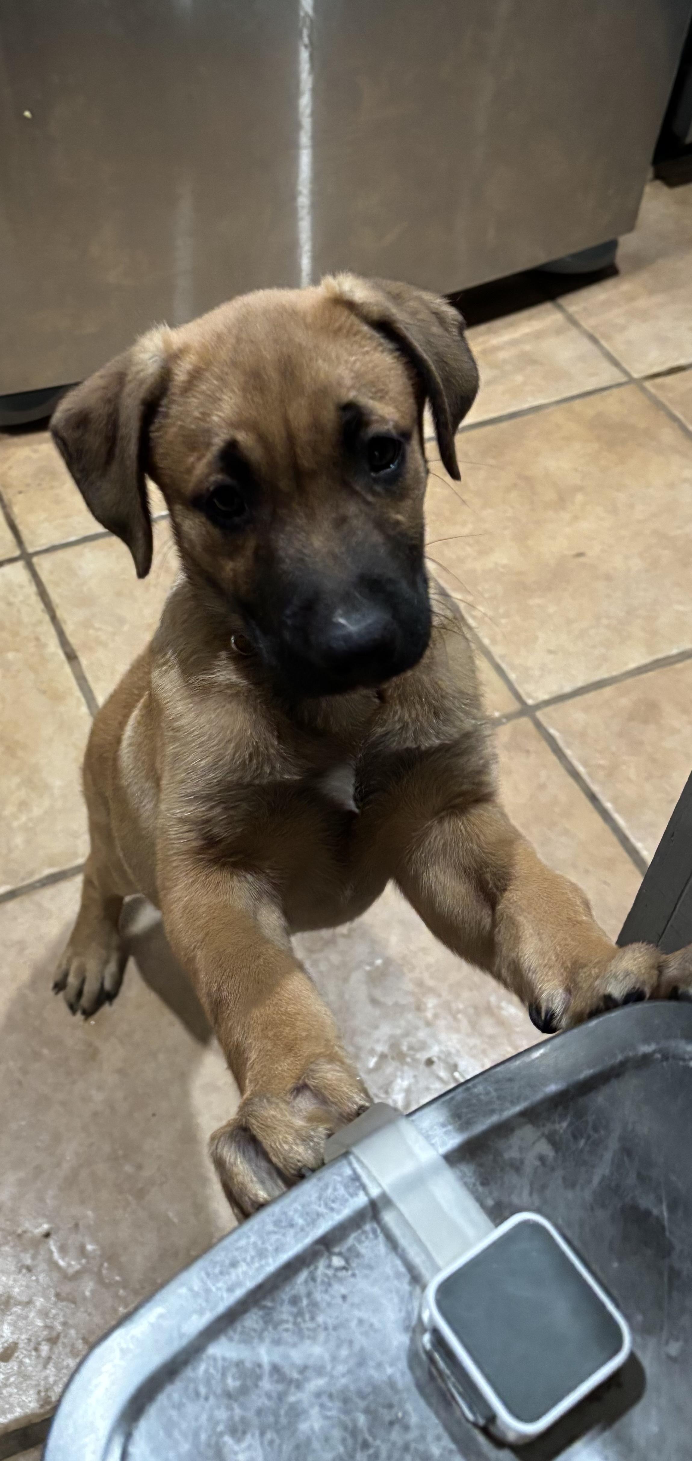 Tan-Muffin, a Adoptable mixed breed in Houston , TX image 3/6