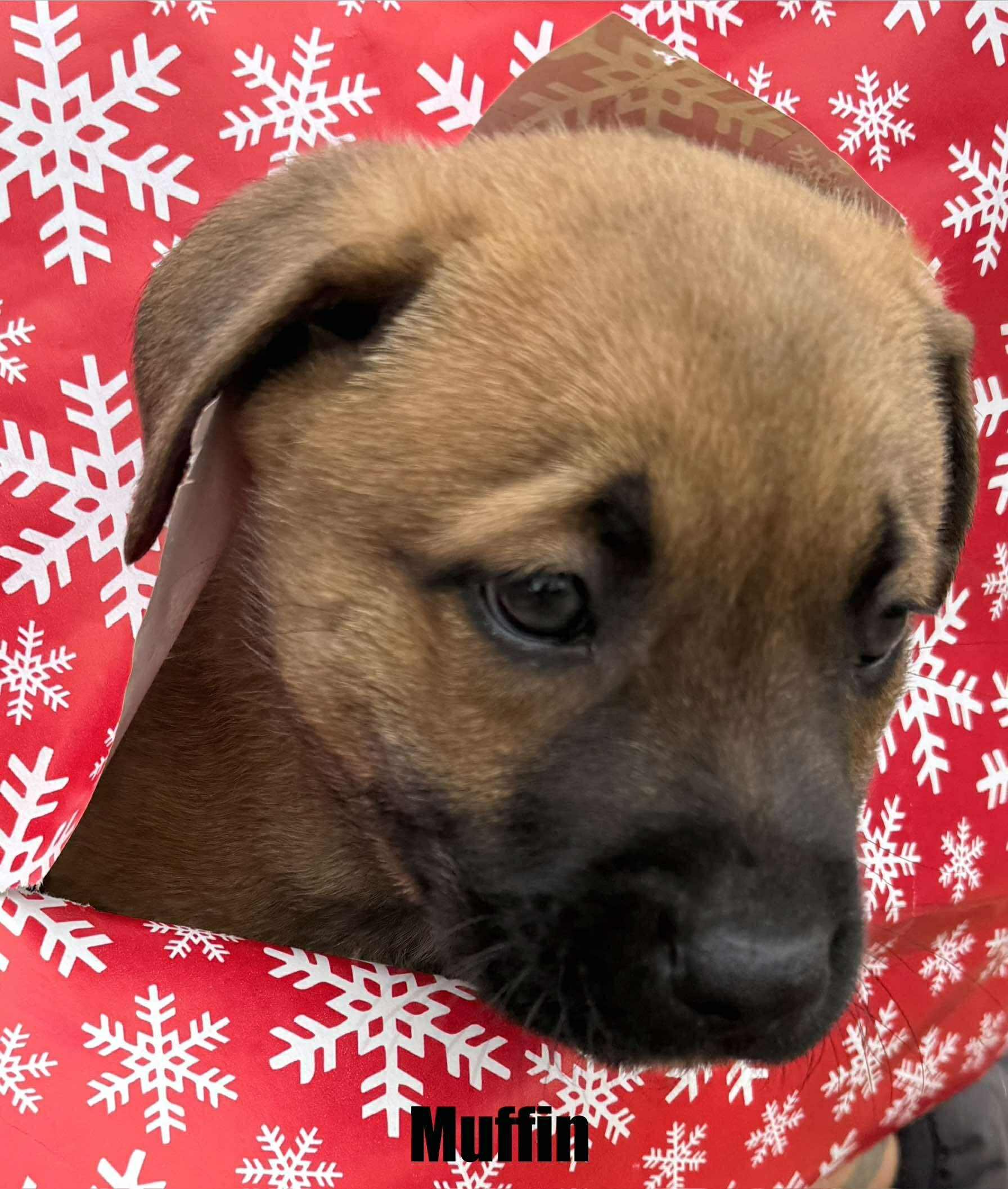 Tan-Muffin, a Adoptable mixed breed in Houston , TX image 4/6