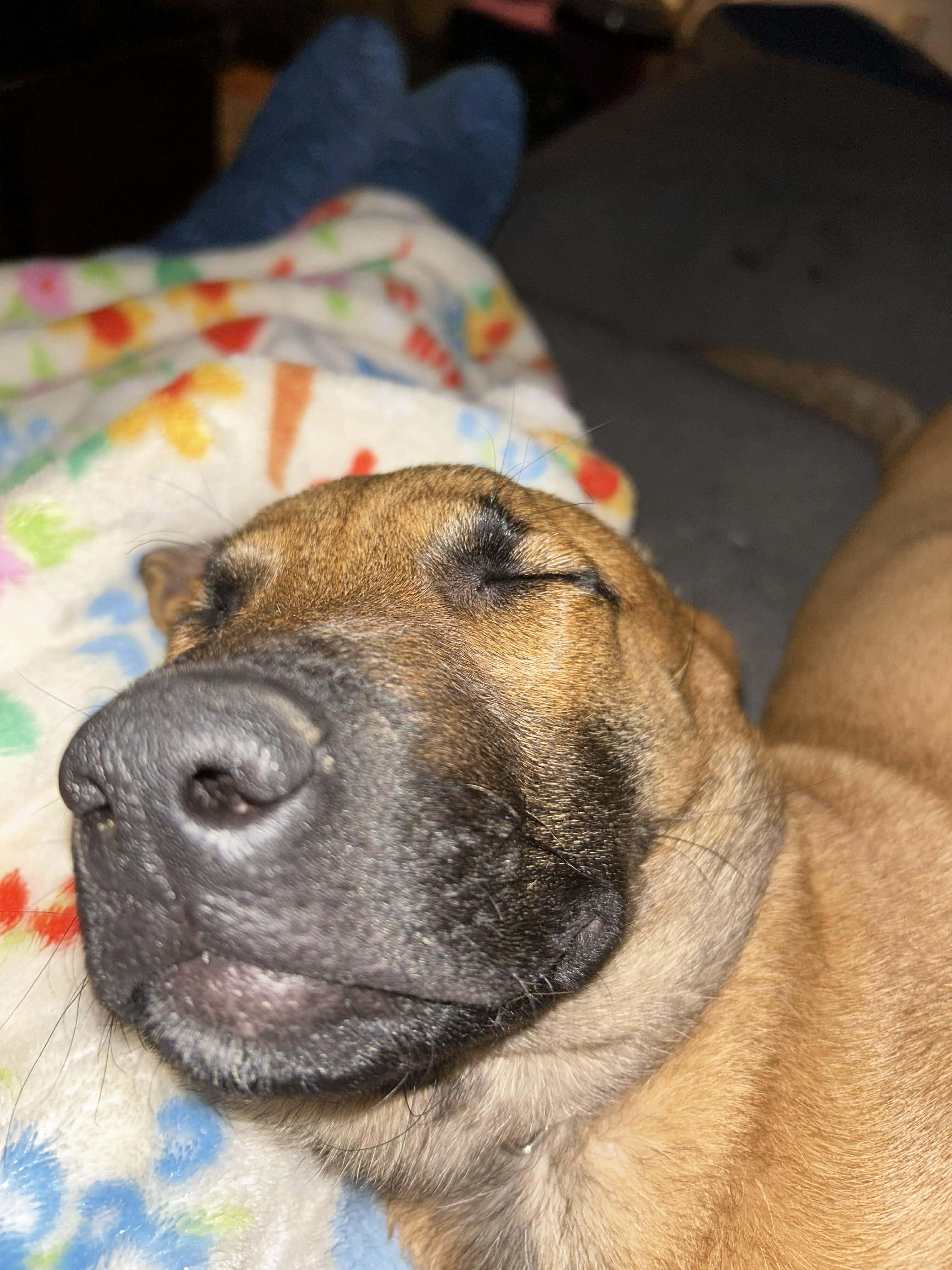Tan-Muffin, a Adoptable mixed breed in Houston , TX image 5/6