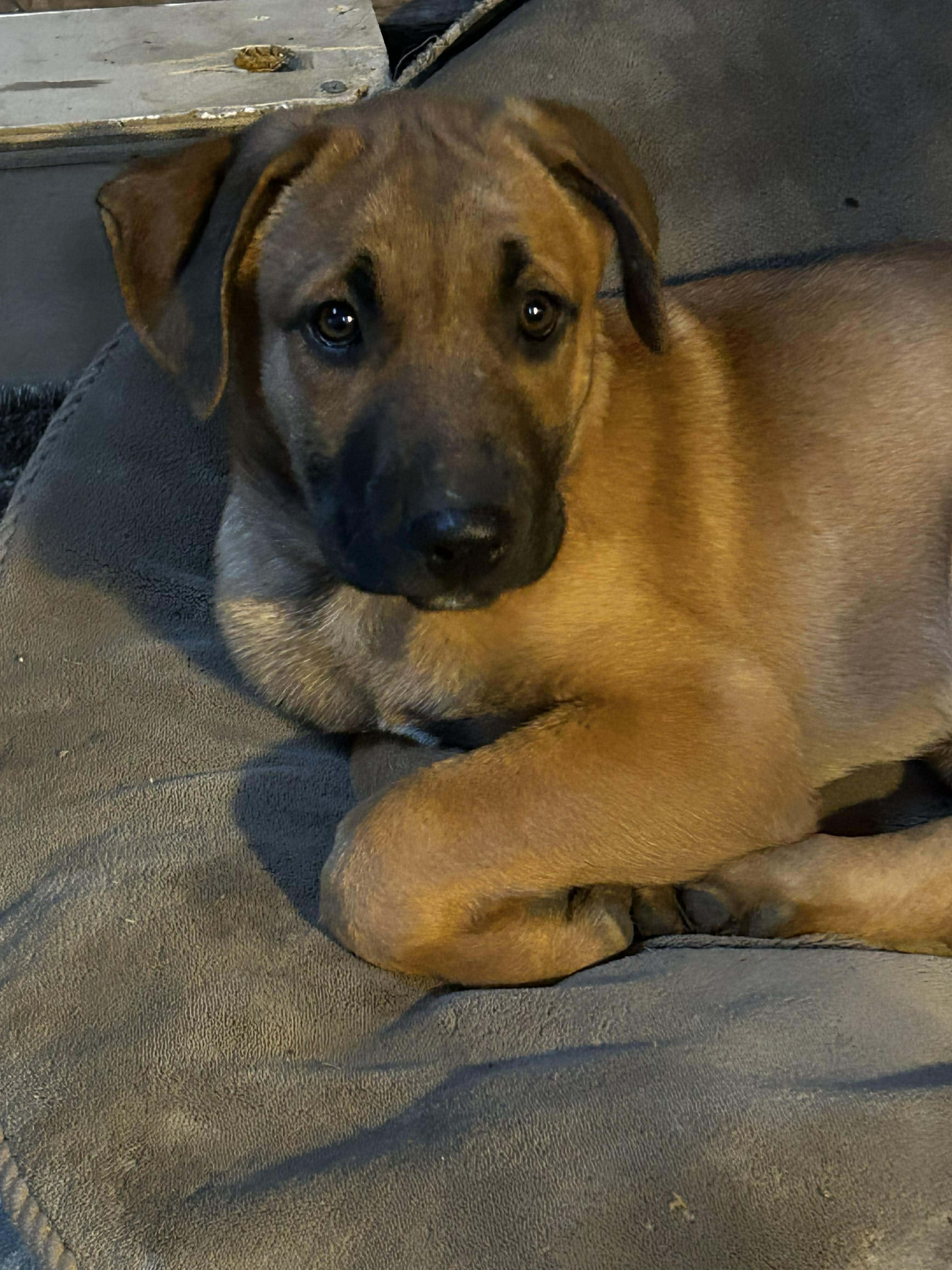 Tan-Muffin, a Adoptable mixed breed in Houston , TX image 6/6