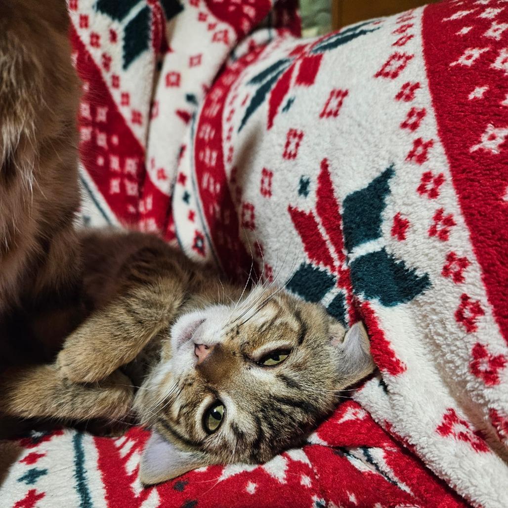 Wrangler, Adoptable, Kitten Male Domestic Short Hair & Domestic Short Hair.