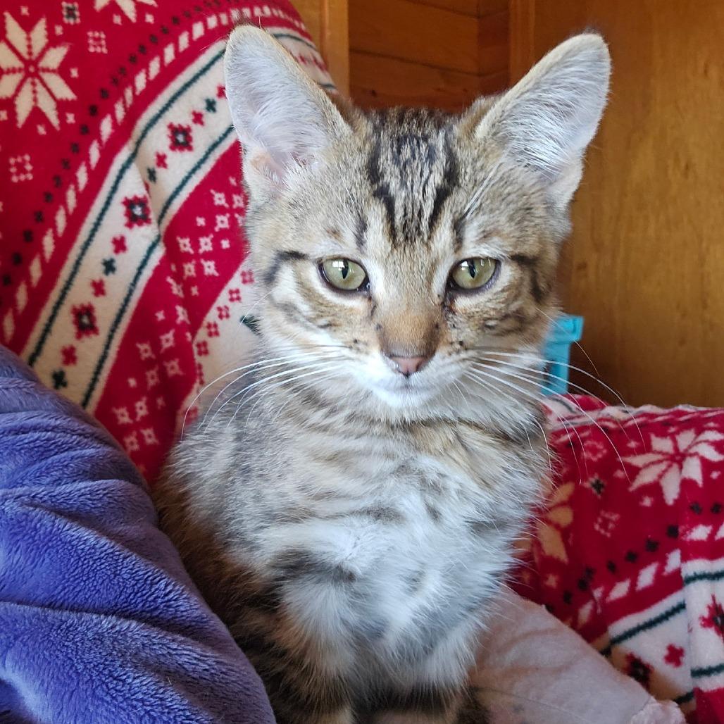 Enlarge Wrangler, a Adoptable mixed breed in La Grange, KY image 2/3