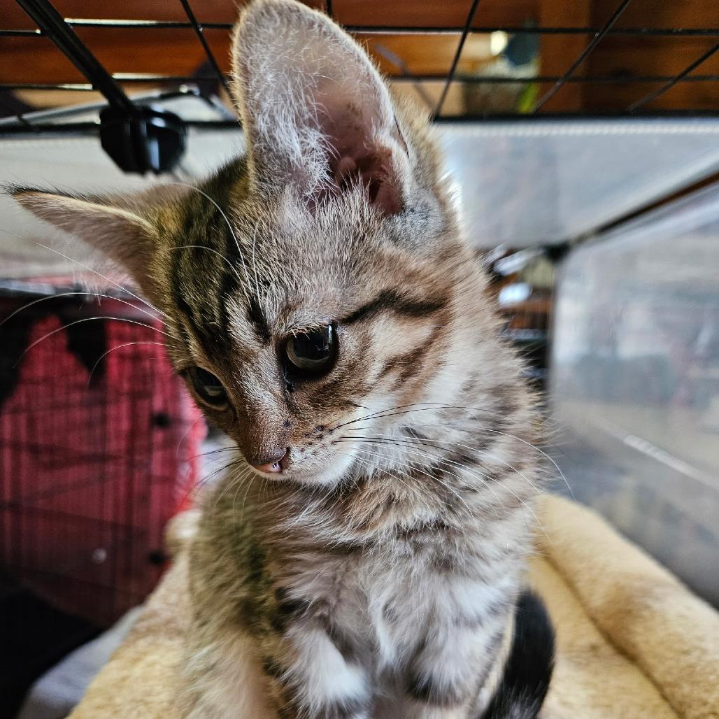 Enlarge Wrangler, a Adoptable mixed breed in La Grange, KY image 3/3