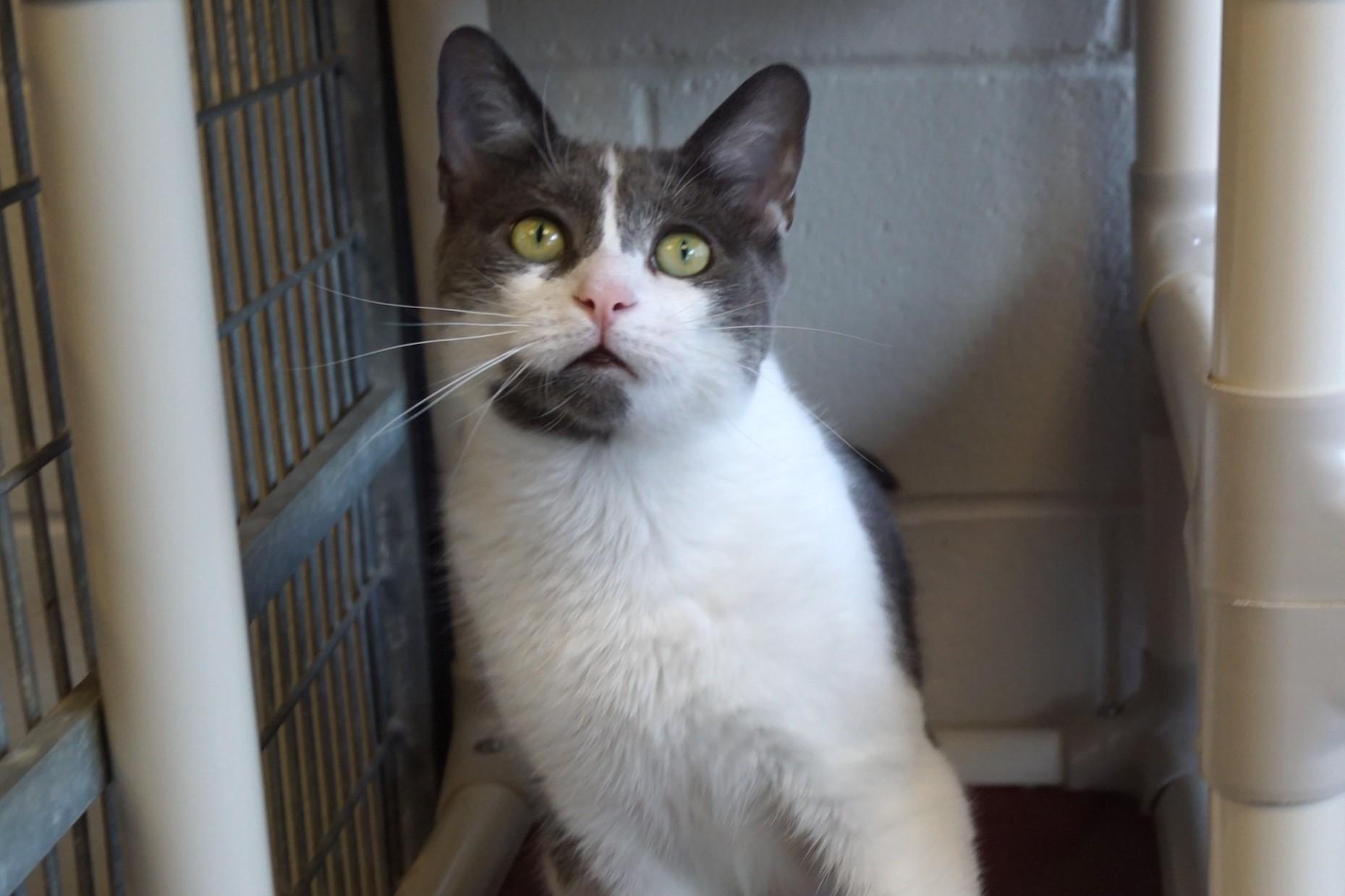 Enlarge Mima, an adoptable Domestic Short Hair in New Milford, CT image 6/6