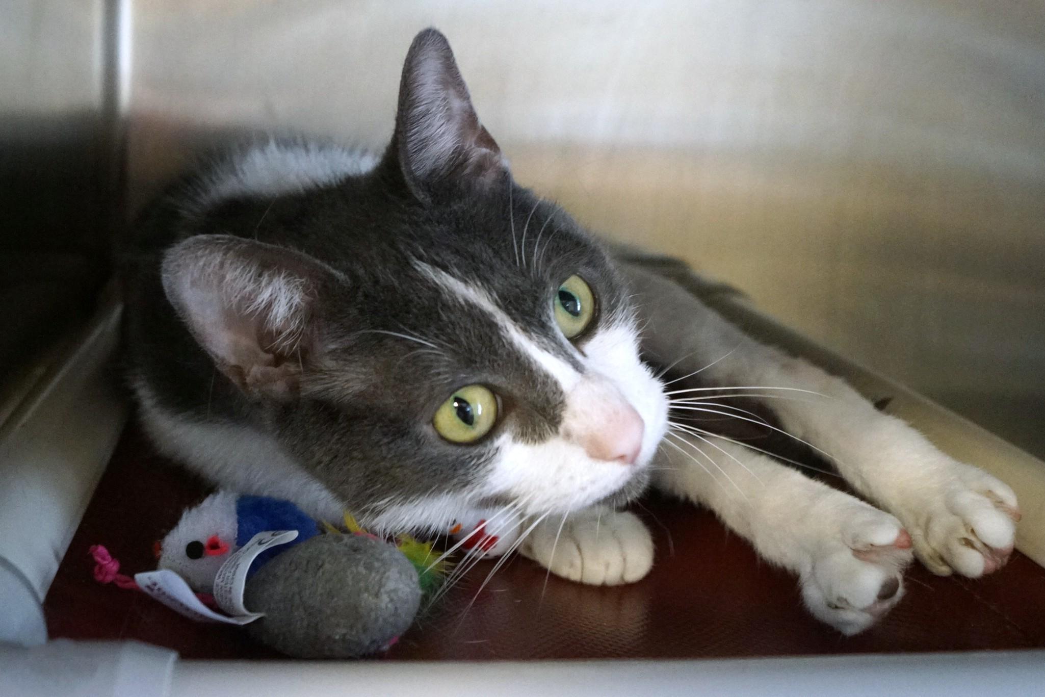 Enlarge Mima, an adoptable Domestic Short Hair in New Milford, CT image 4/6