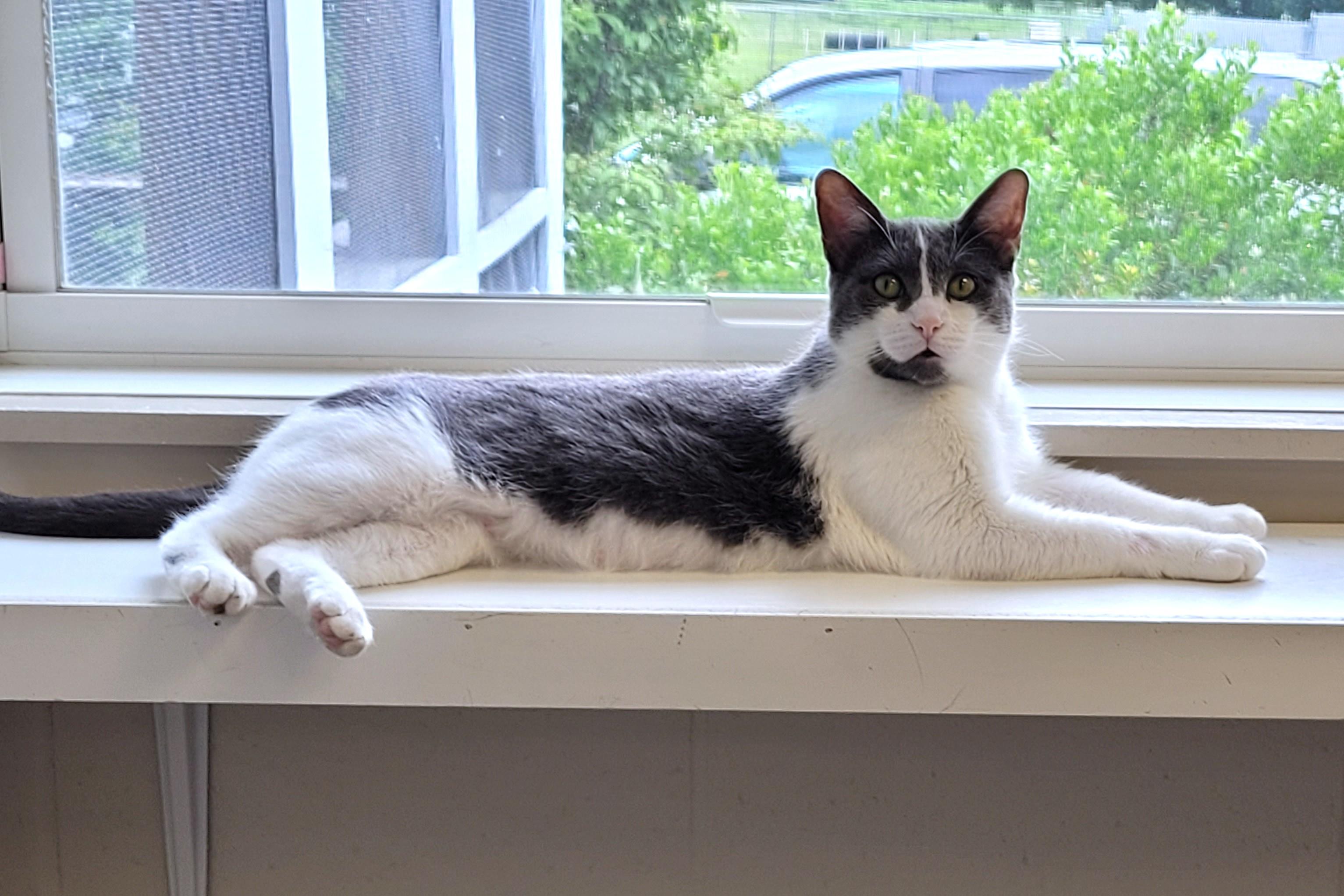 Enlarge Mima, an adoptable Domestic Short Hair in New Milford, CT image 1/6