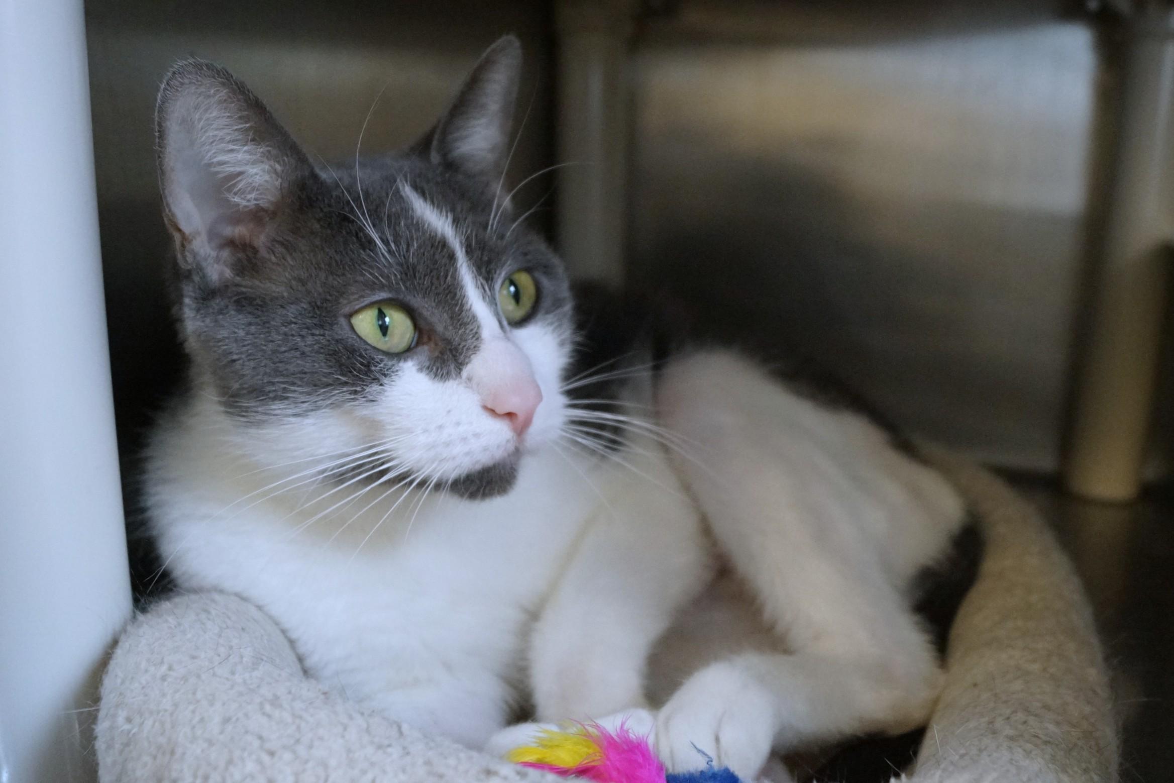 Enlarge Mima, an adoptable Domestic Short Hair in New Milford, CT image 2/6