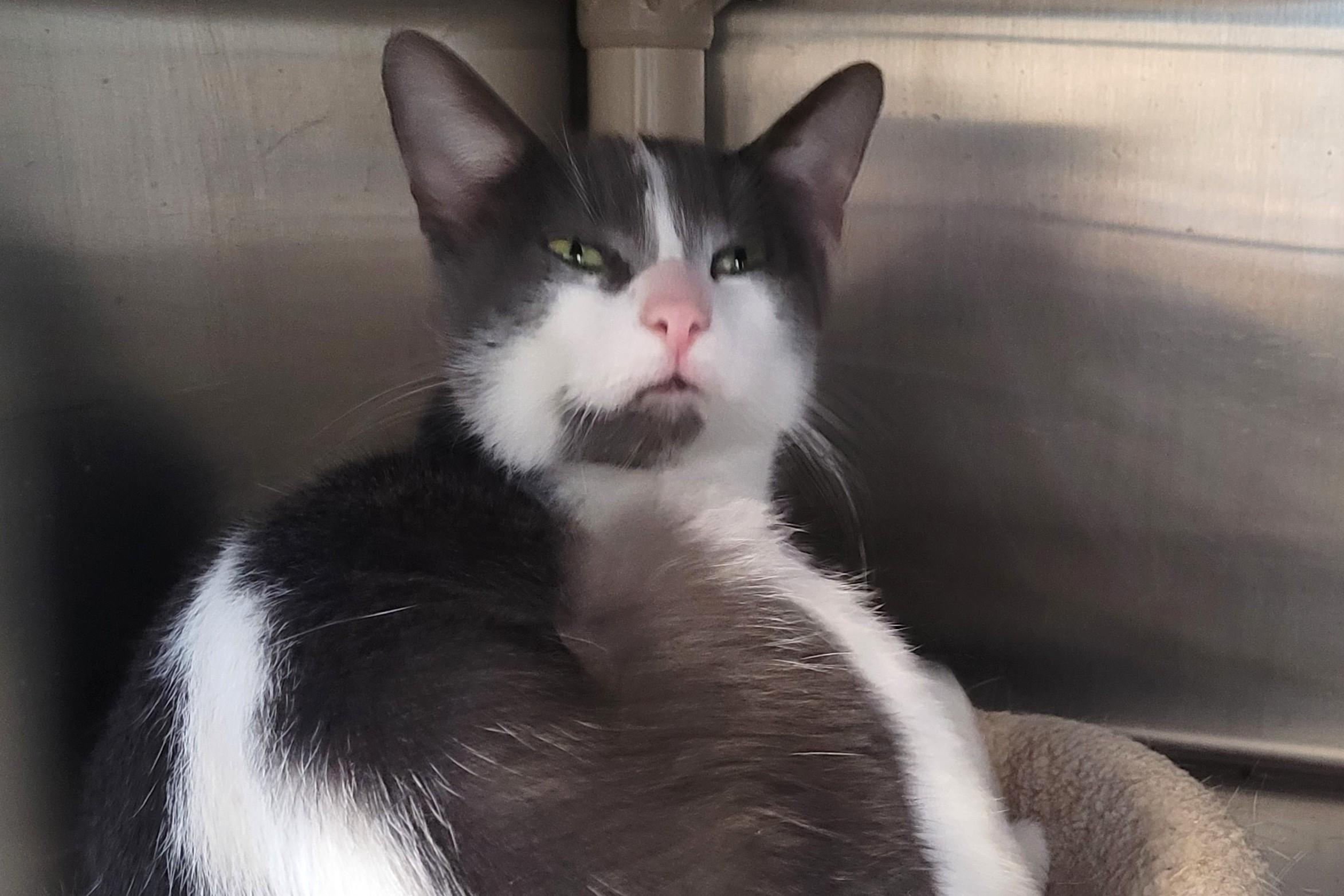 Enlarge Mima, an adoptable Domestic Short Hair in New Milford, CT image 3/6