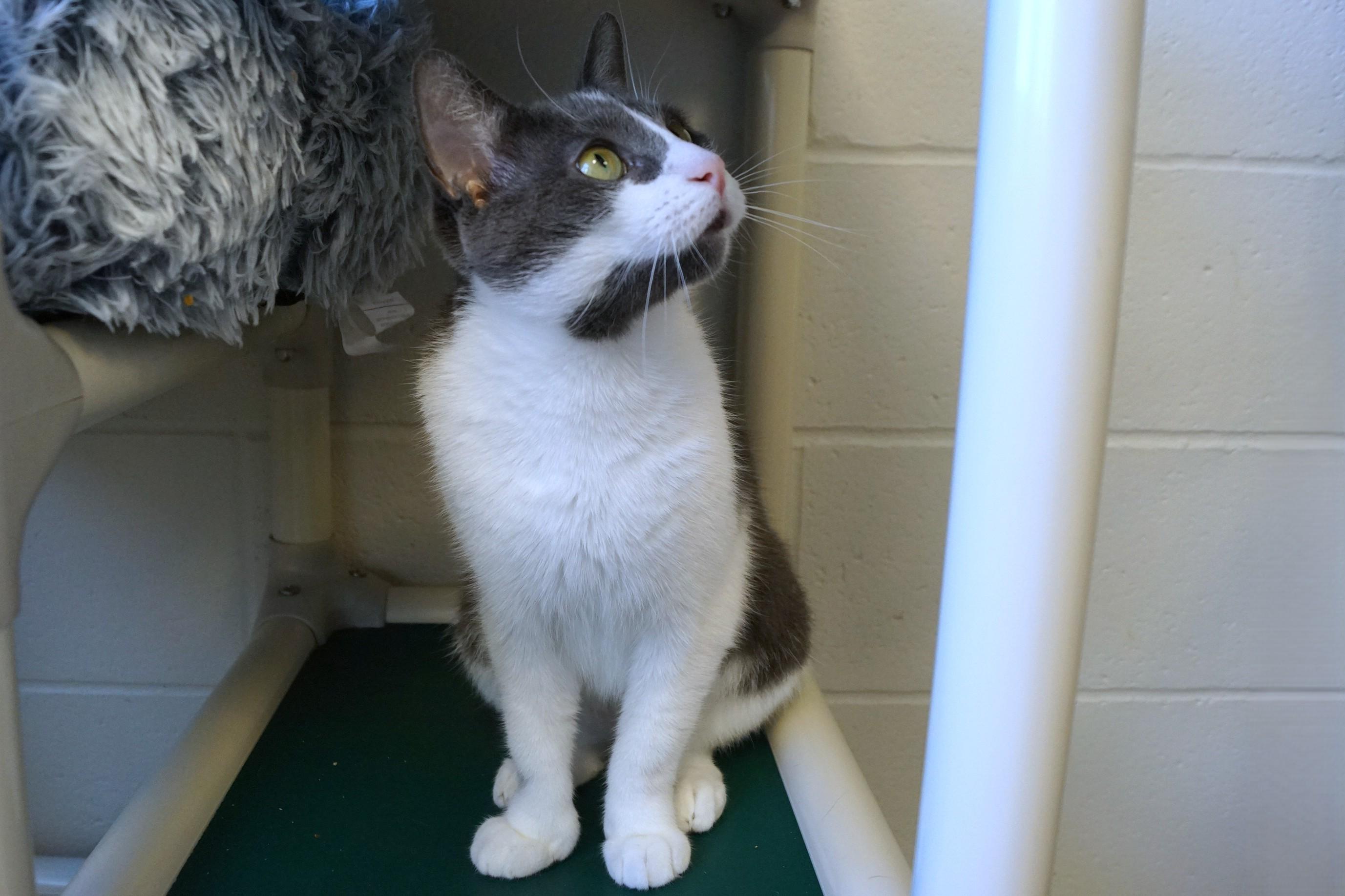 Enlarge Mima, an adoptable Domestic Short Hair in New Milford, CT image 5/6