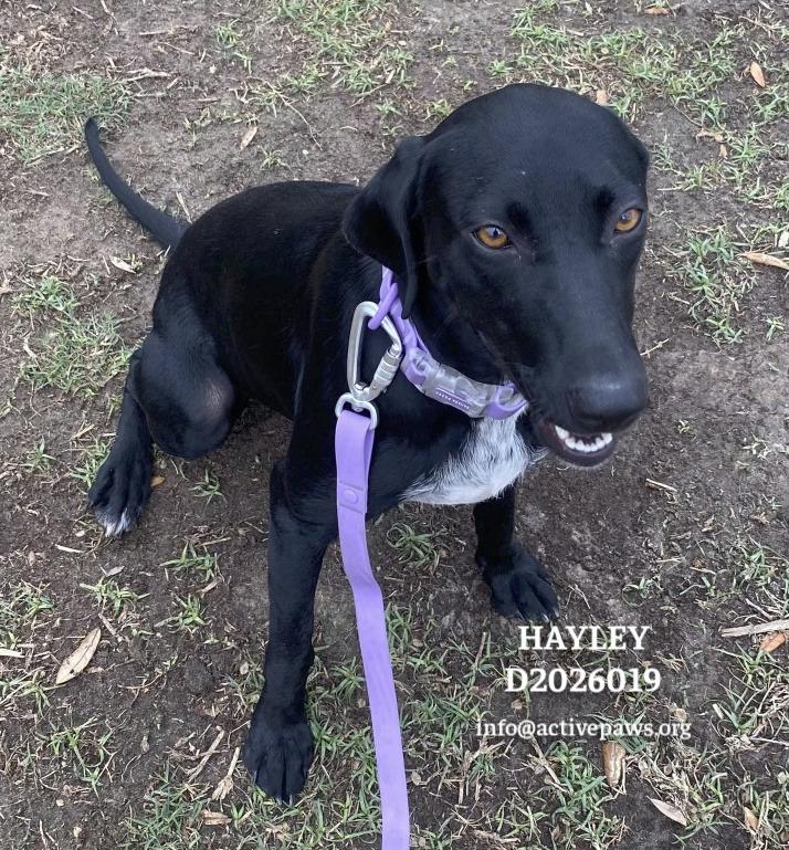 Hayley, a Adoptable mixed breed in CONROE, TX image 2/5