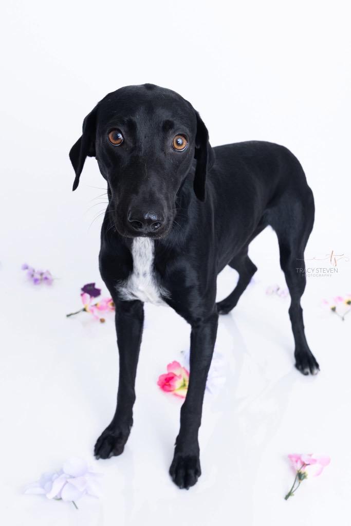 Hayley, a Adoptable mixed breed in CONROE, TX image 3/5