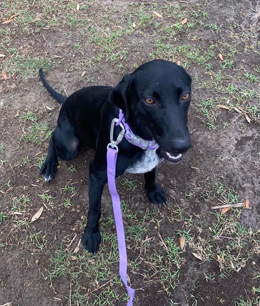 Hayley, a Adoptable mixed breed in CONROE, TX image 4/5