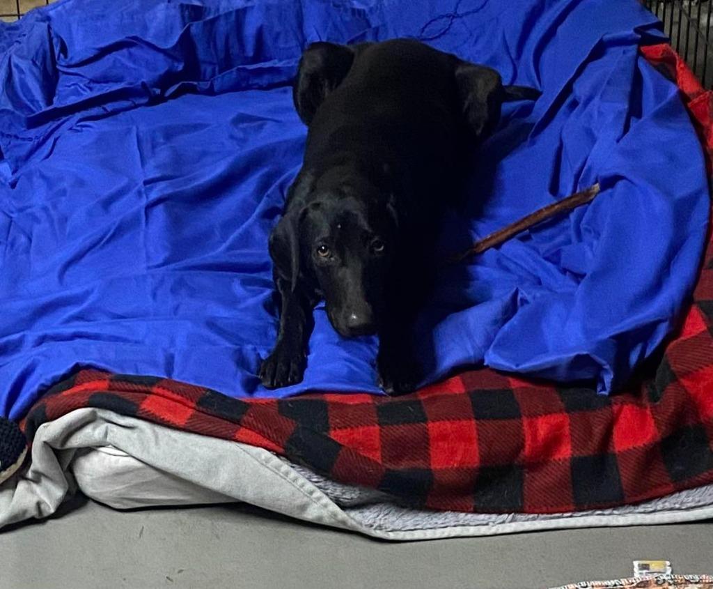 Hayley, a Adoptable mixed breed in CONROE, TX image 5/5