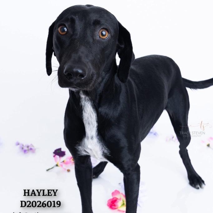 Hayley, a Adoptable mixed breed in CONROE, TX image 1/5