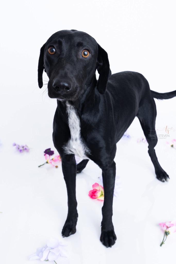 Hayley, a Adoptable mixed breed in CONROE, TX image 2/6