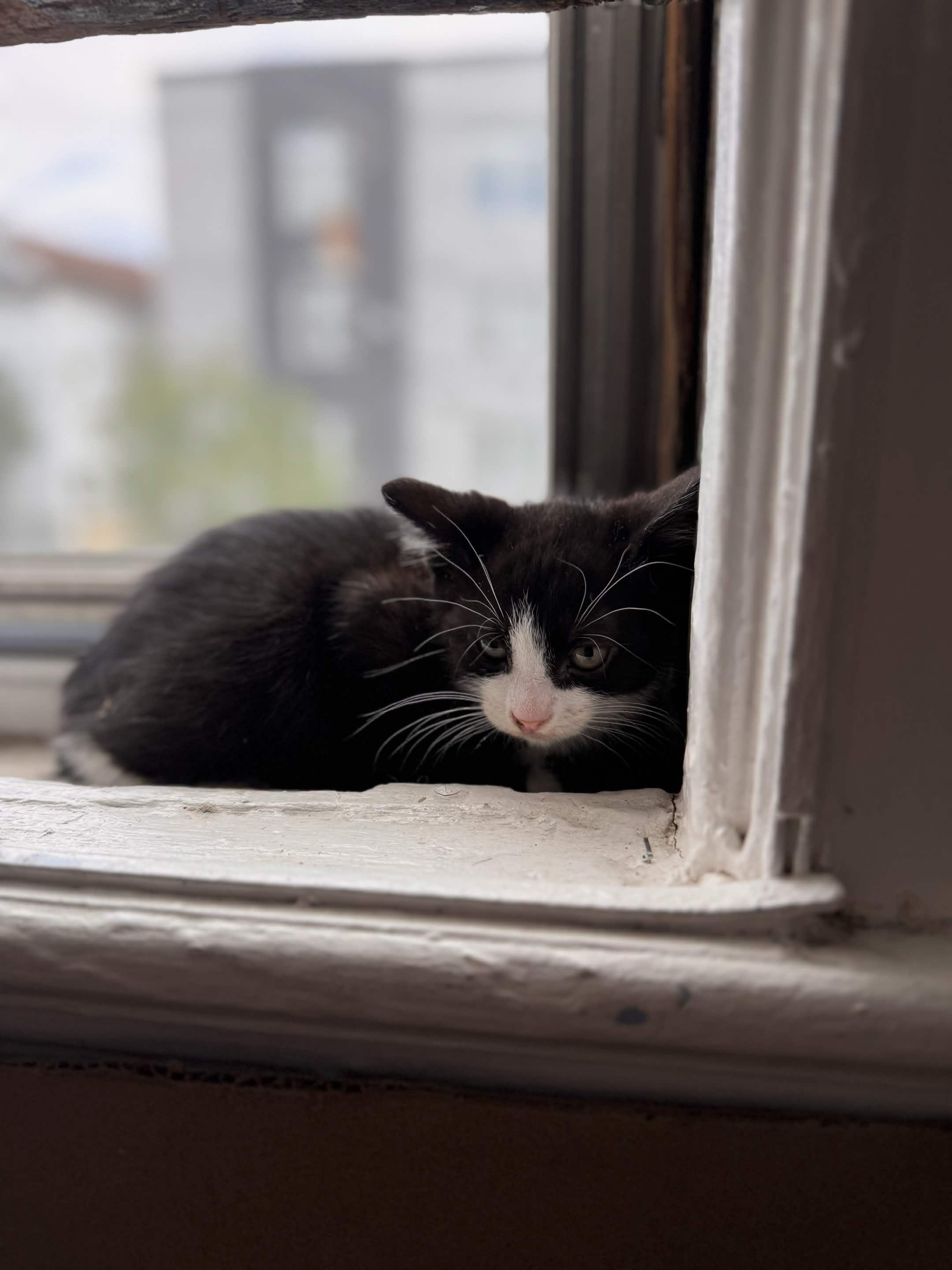 Enzo, a ADOPTABLE Domestic Short Hair in Weehawken, NJ image 2/4
