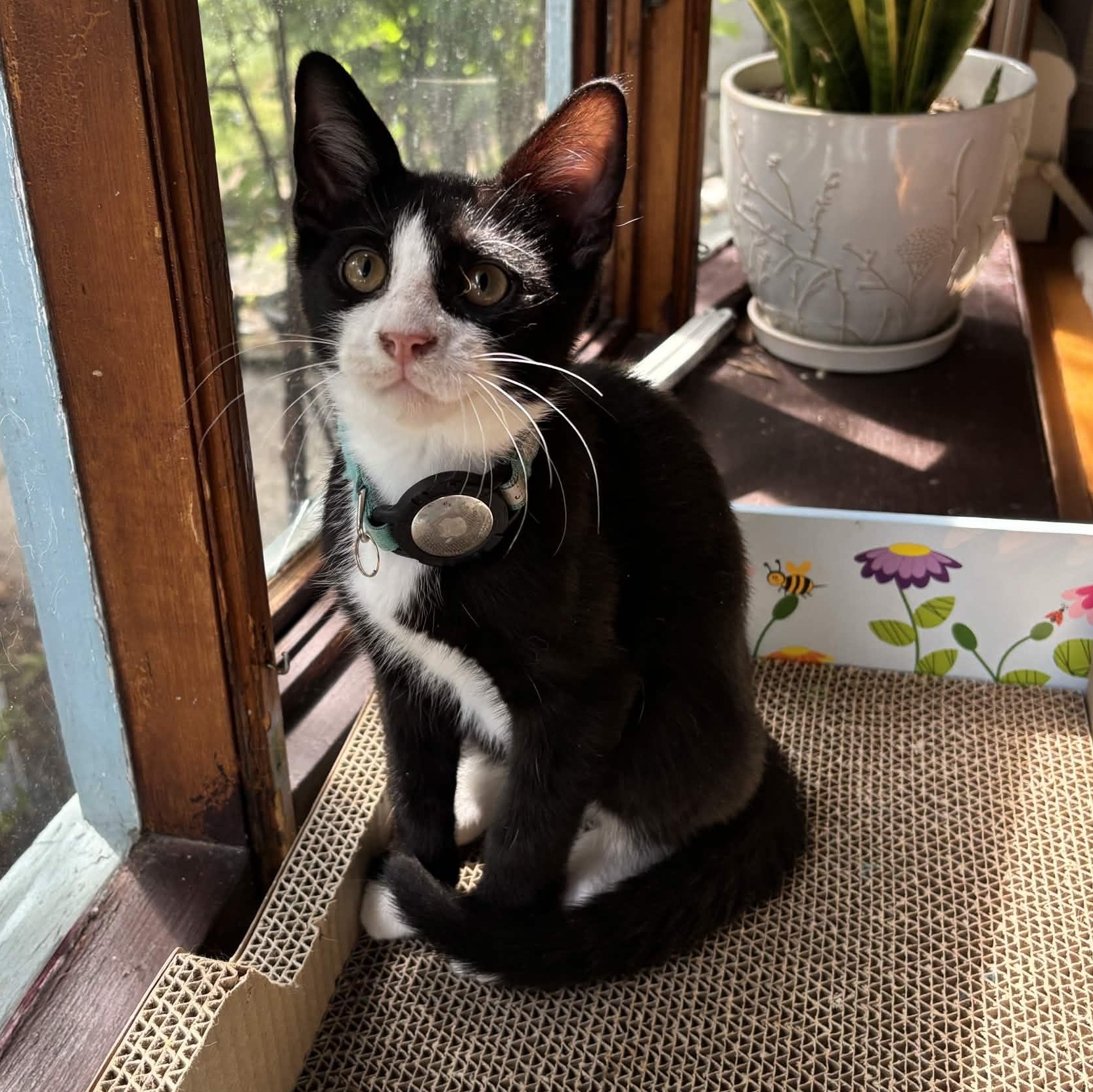 Enzo, an adopted Domestic Short Hair in Weehawken, NJ image 1/6