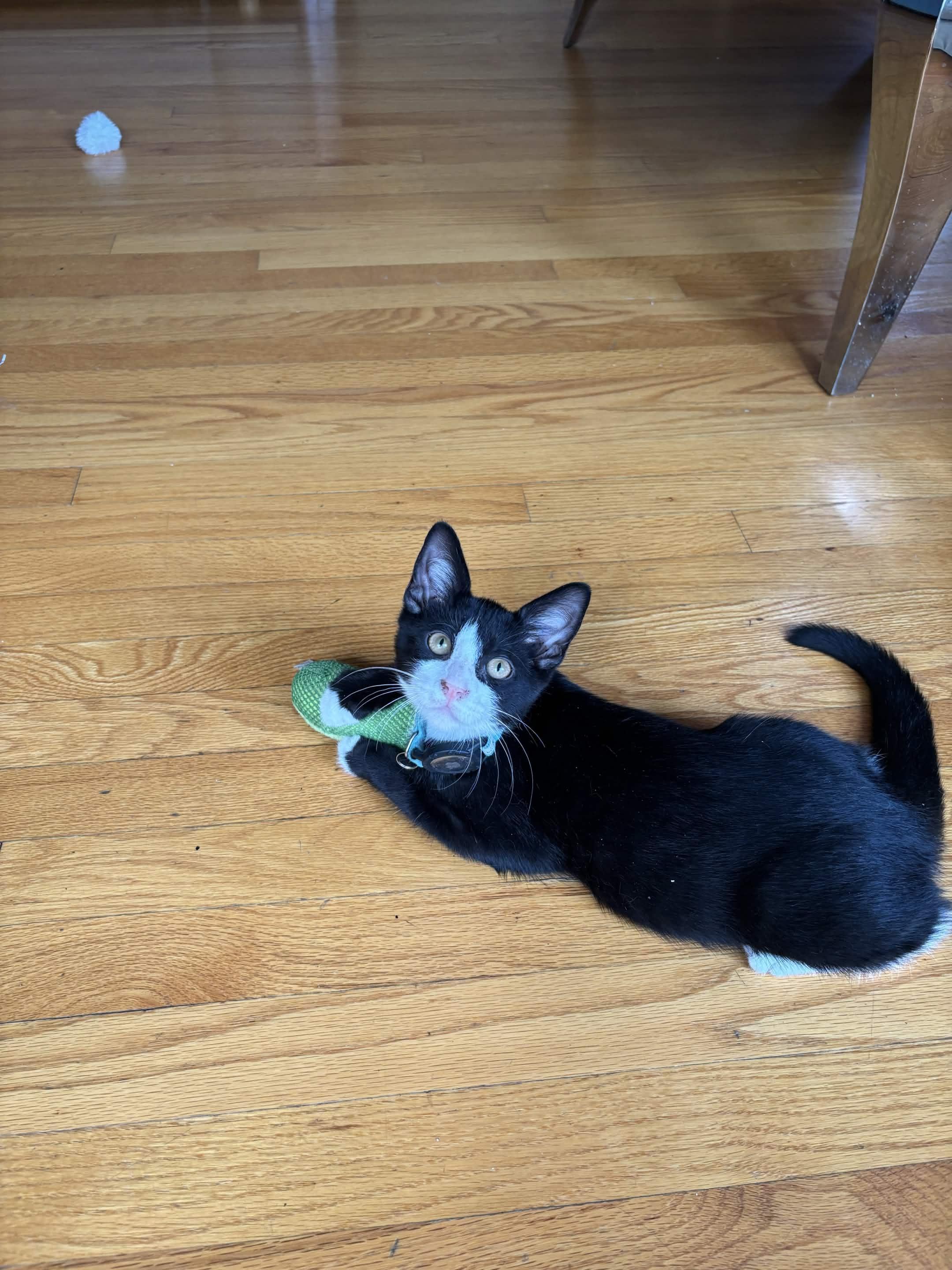 Enzo, an adopted Domestic Short Hair in Weehawken, NJ image 5/6