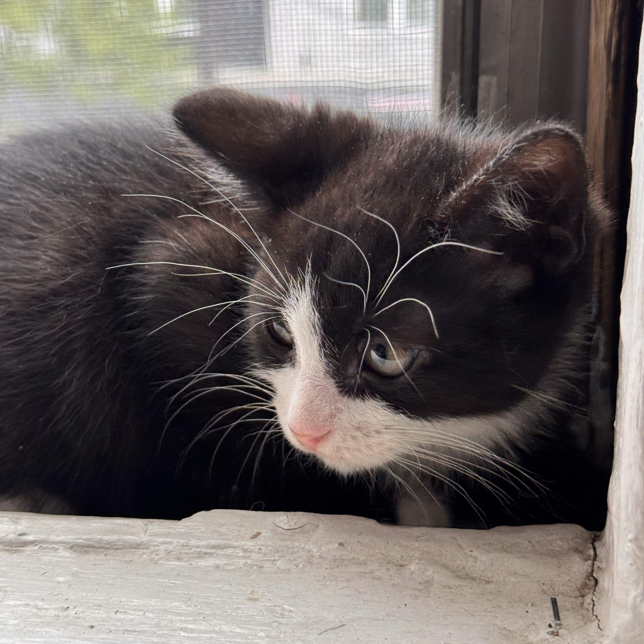 Enzo, ADOPTABLE, Kitten Male Domestic Short Hair.