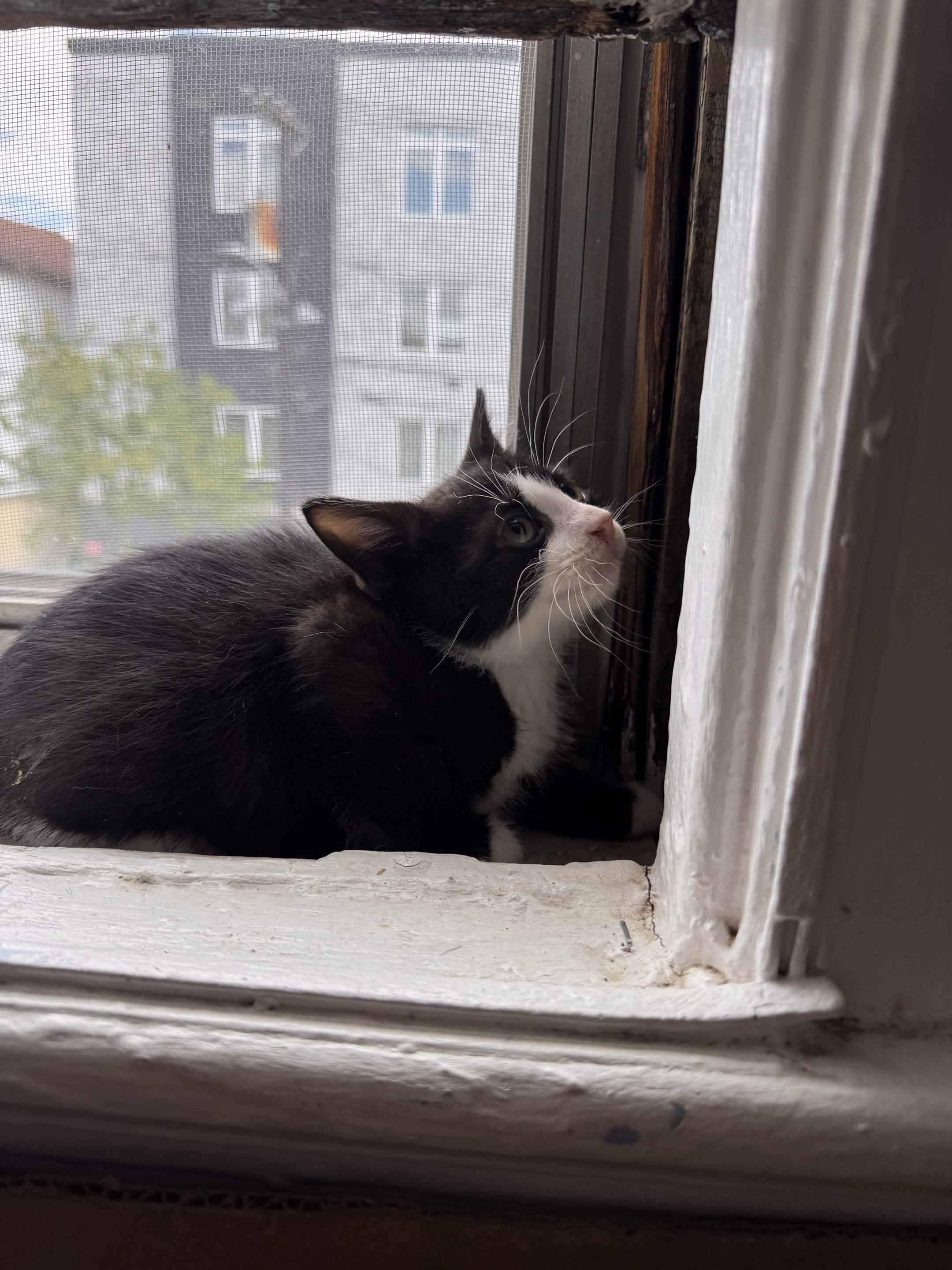 Enzo, a ADOPTABLE Domestic Short Hair in Weehawken, NJ image 4/4