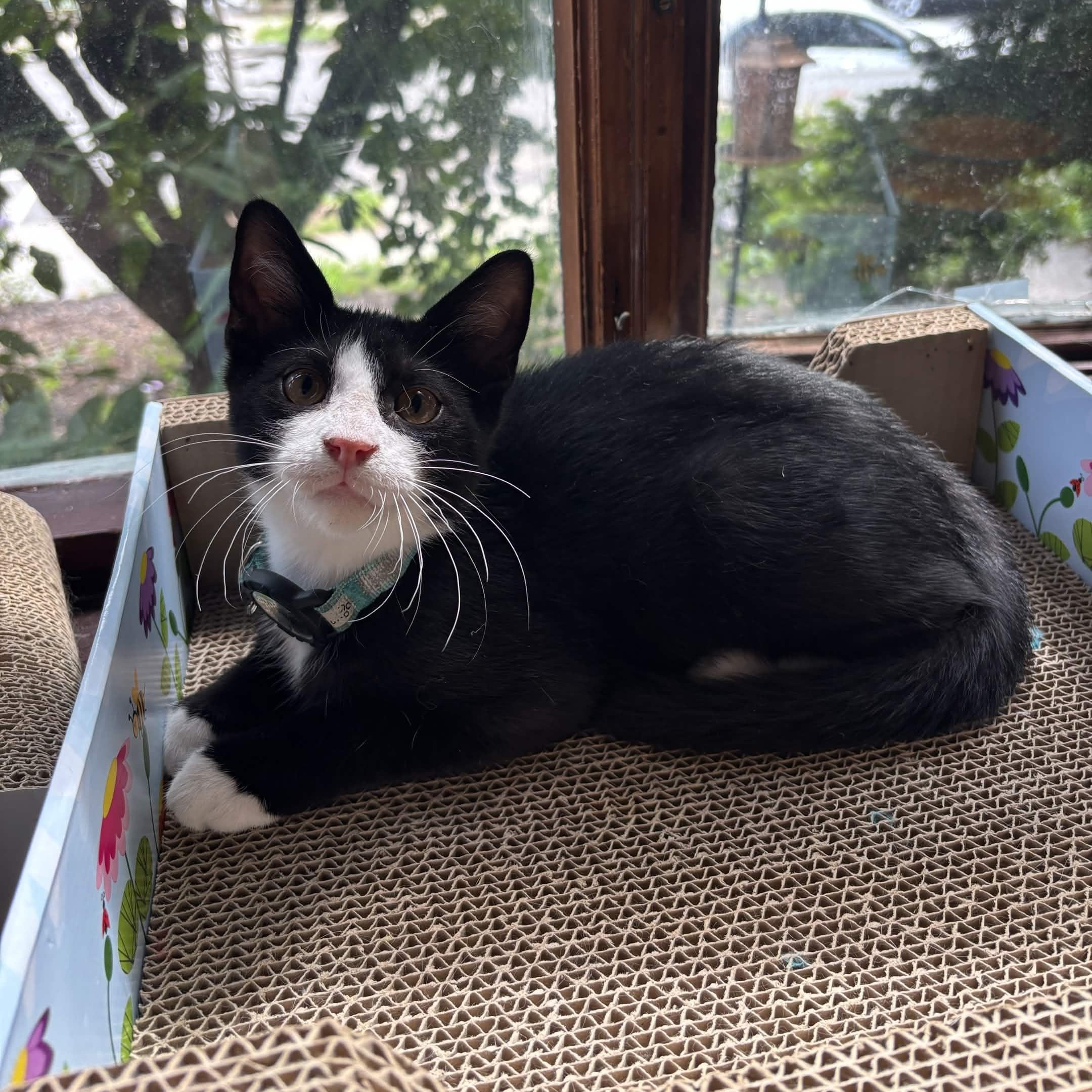 Enzo, an adopted Domestic Short Hair in Weehawken, NJ image 3/6