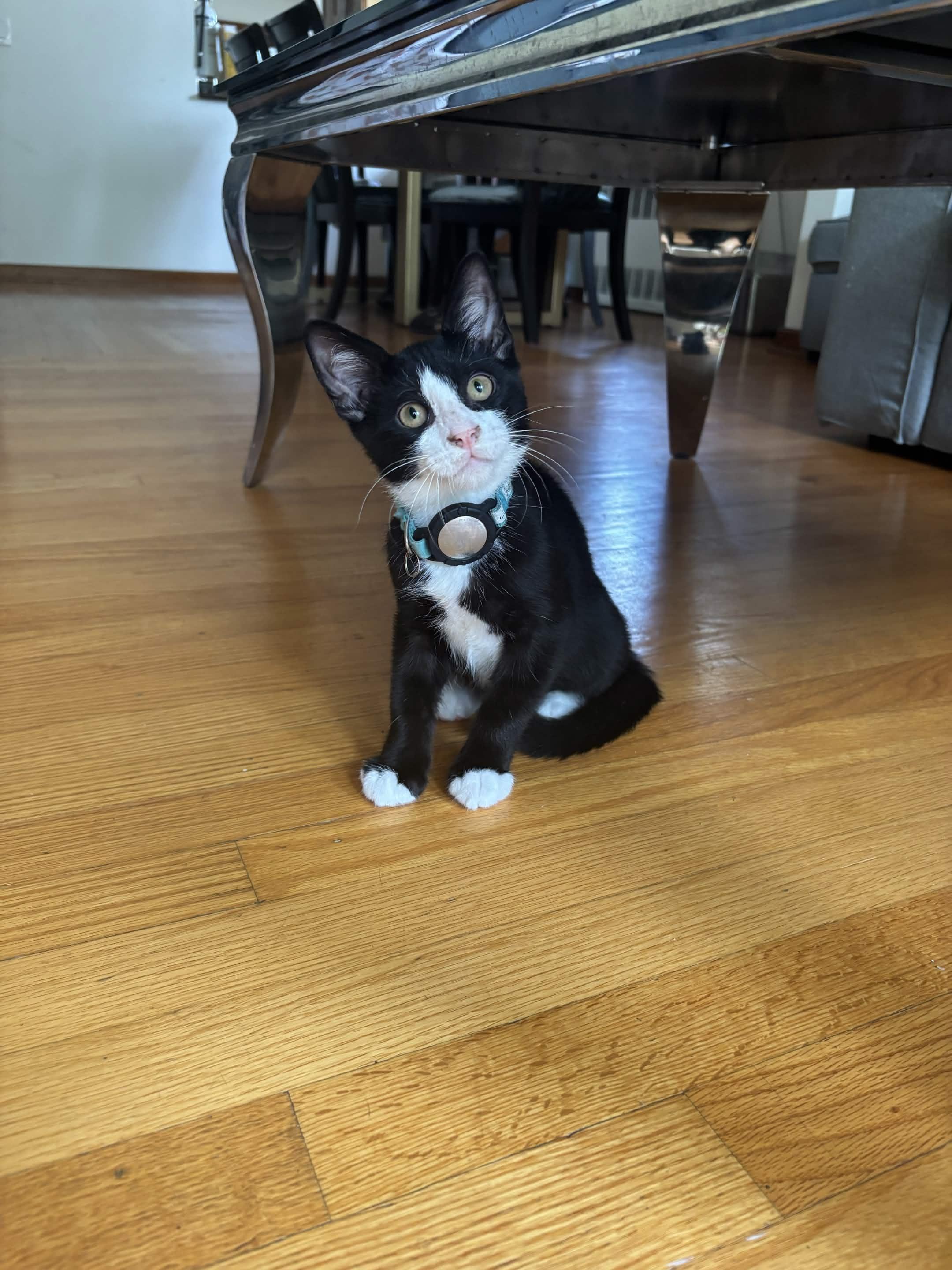 Enzo, an adopted Domestic Short Hair in Weehawken, NJ image 2/6