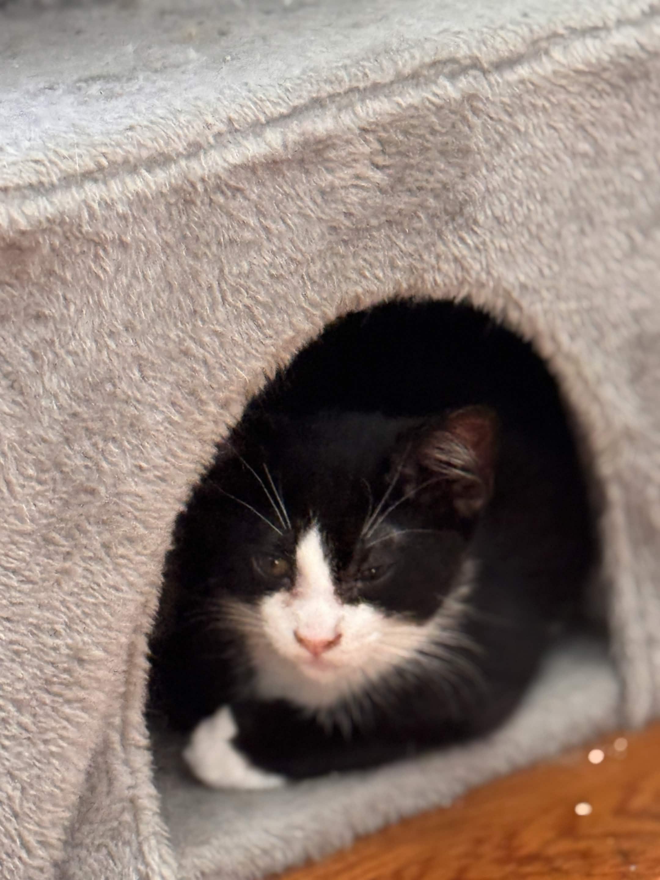 Enzo, a ADOPTABLE Domestic Short Hair in Weehawken, NJ image 3/4
