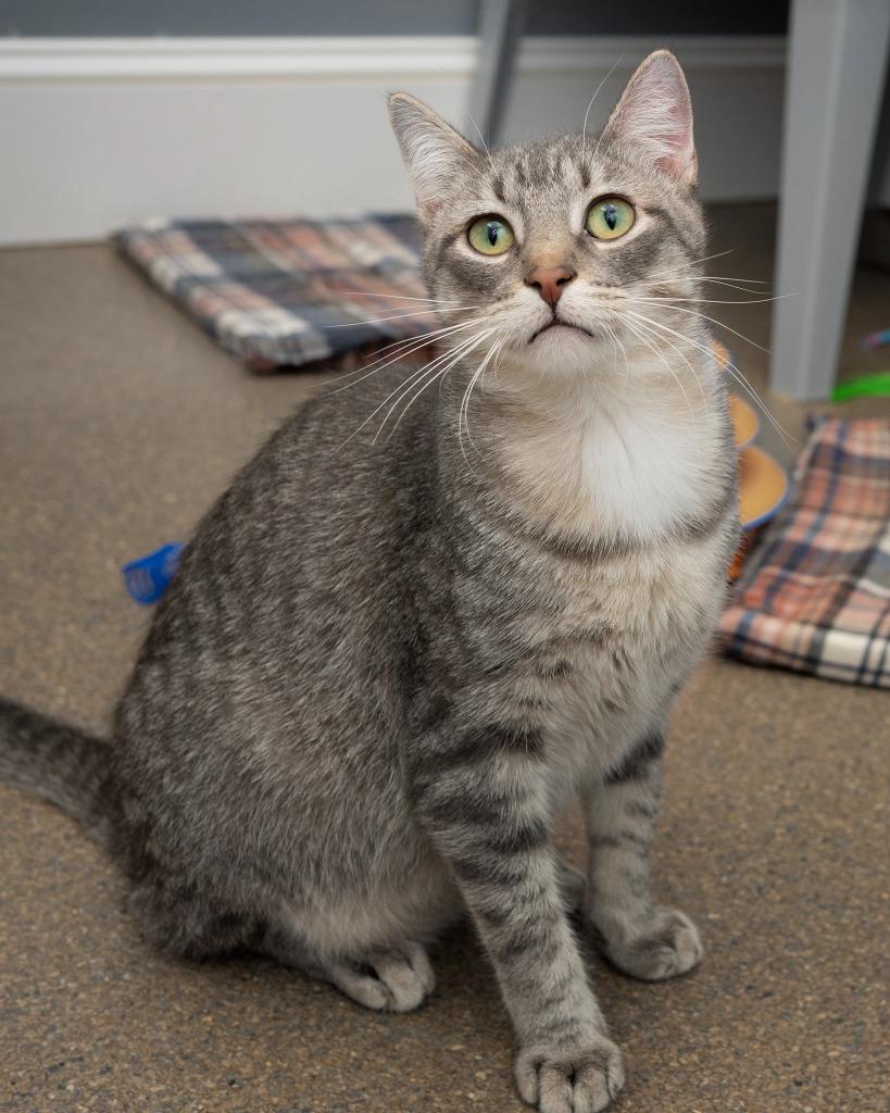 Cooper, Adoptable, Young Male Domestic Short Hair.