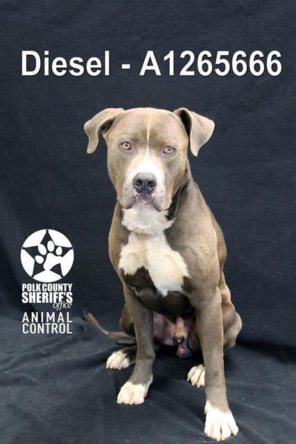 DIESEL, Adoptable, Adult Male American Bulldog & Mixed Breed.