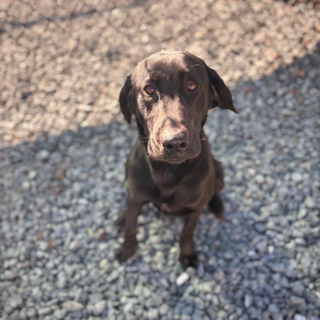 Velvet, Adoptable, Young Female Mixed Breed.