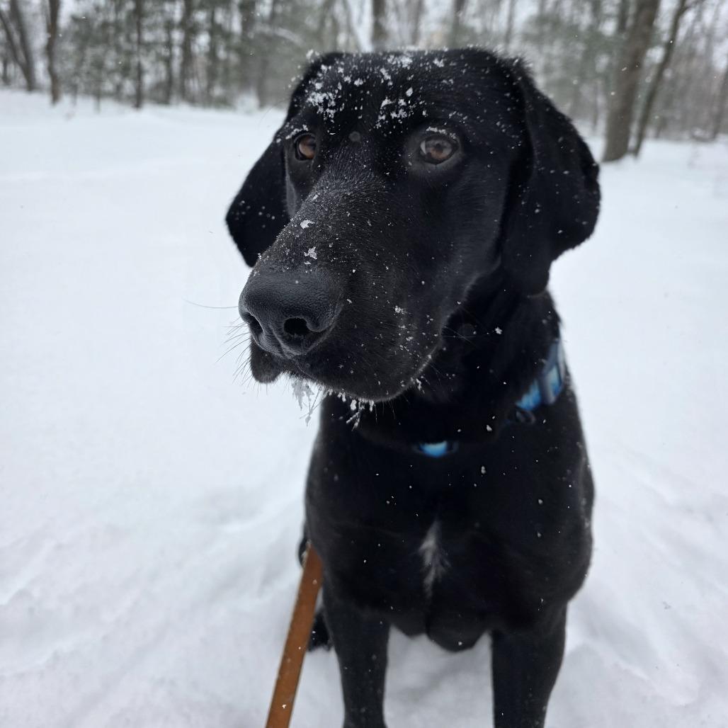 Velvet — thumbnail 3