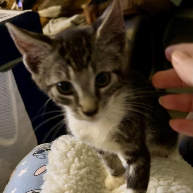 Olaf, Adoptable, Kitten Male Domestic Short Hair.