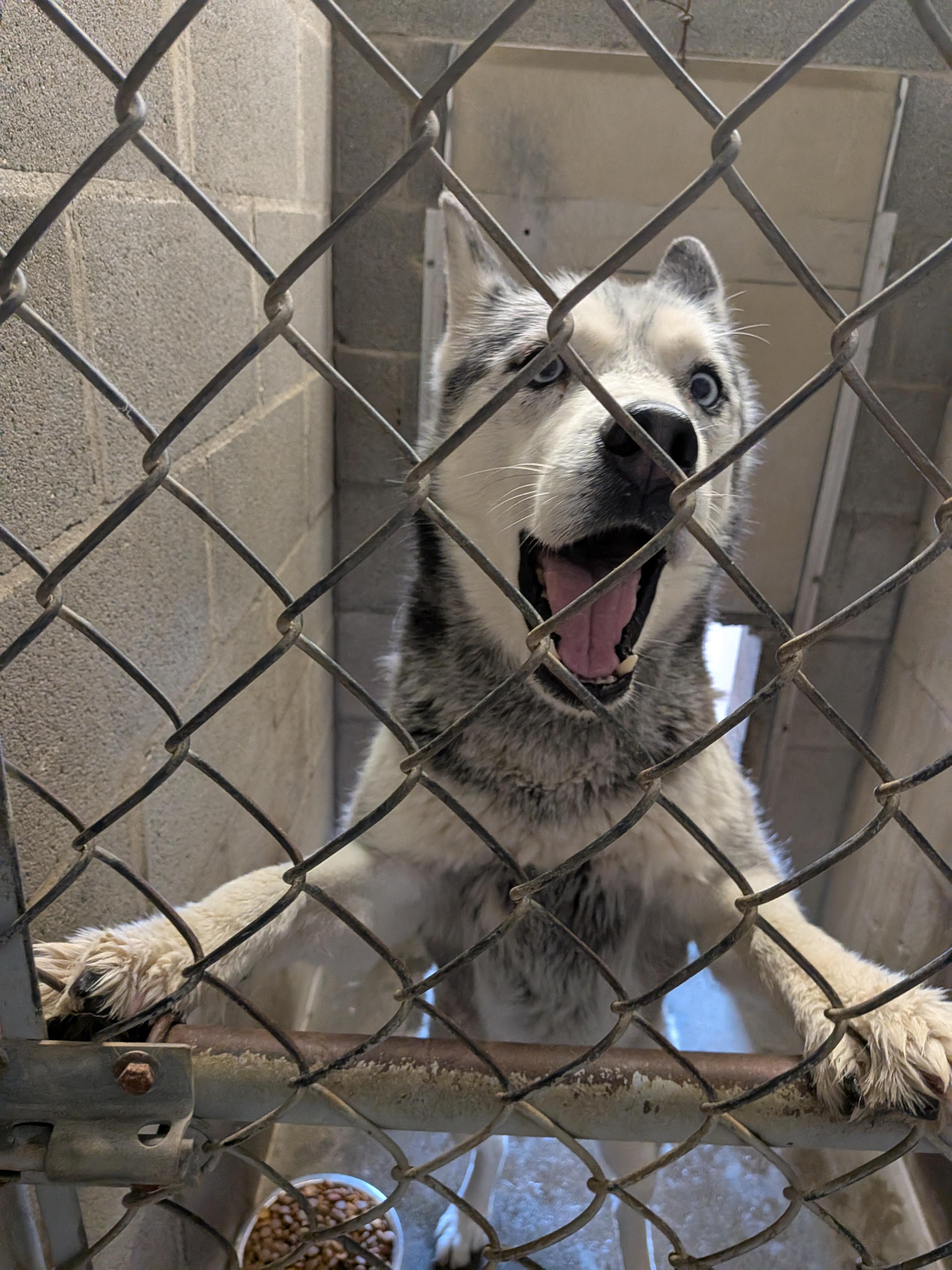 Sky, adopted, Adult Female Husky.