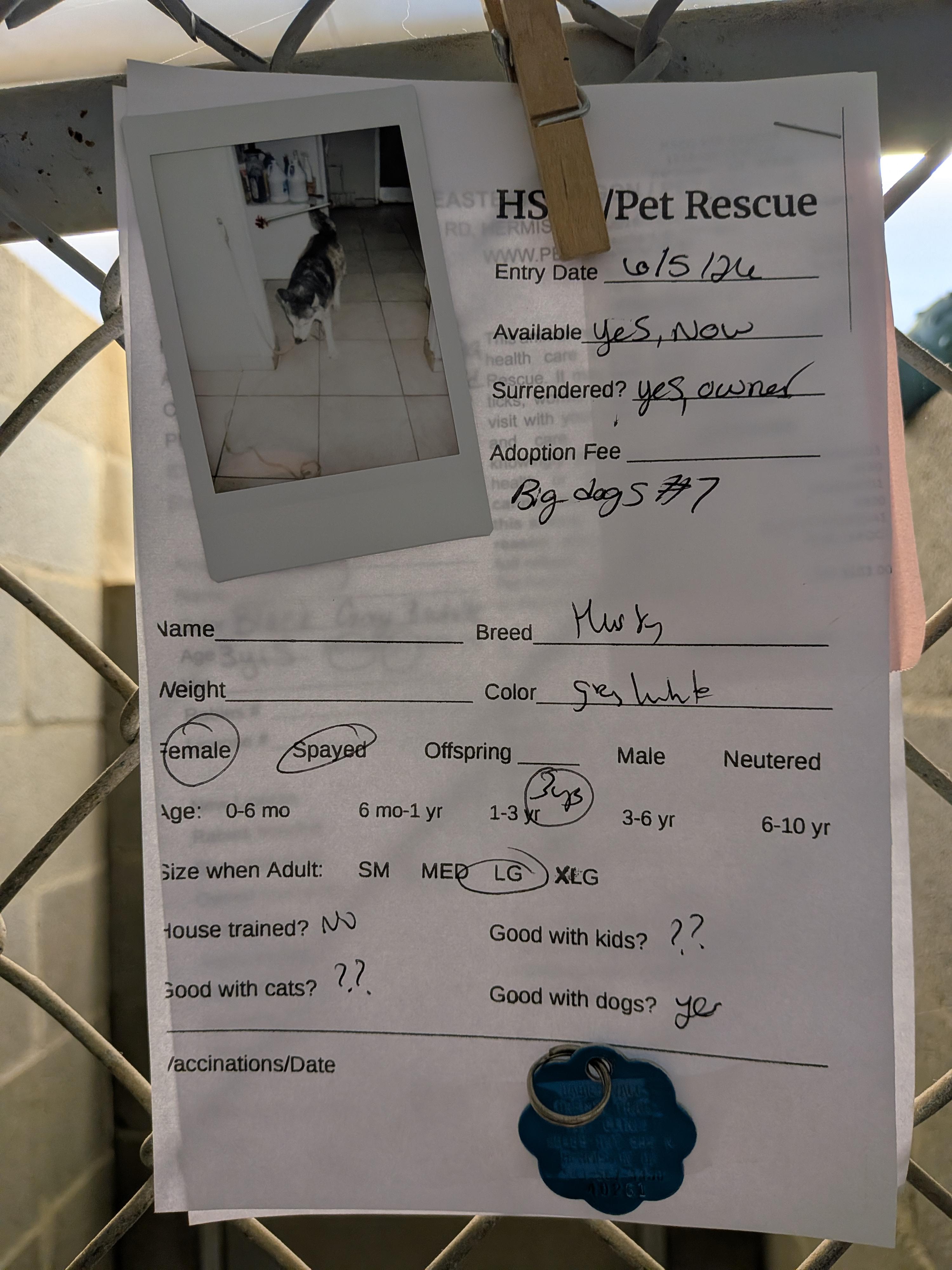 Sky, an adopted mixed breed in Hermiston, OR image 2/2
