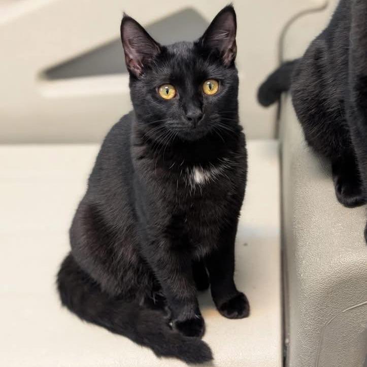 Enlarge Trace Adkins, a Adoptable Domestic Short Hair in Madison, WI image 1/2