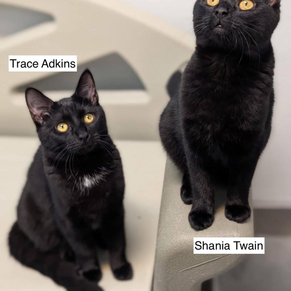 Enlarge Trace Adkins, a Adoptable Domestic Short Hair in Madison, WI image 2/2